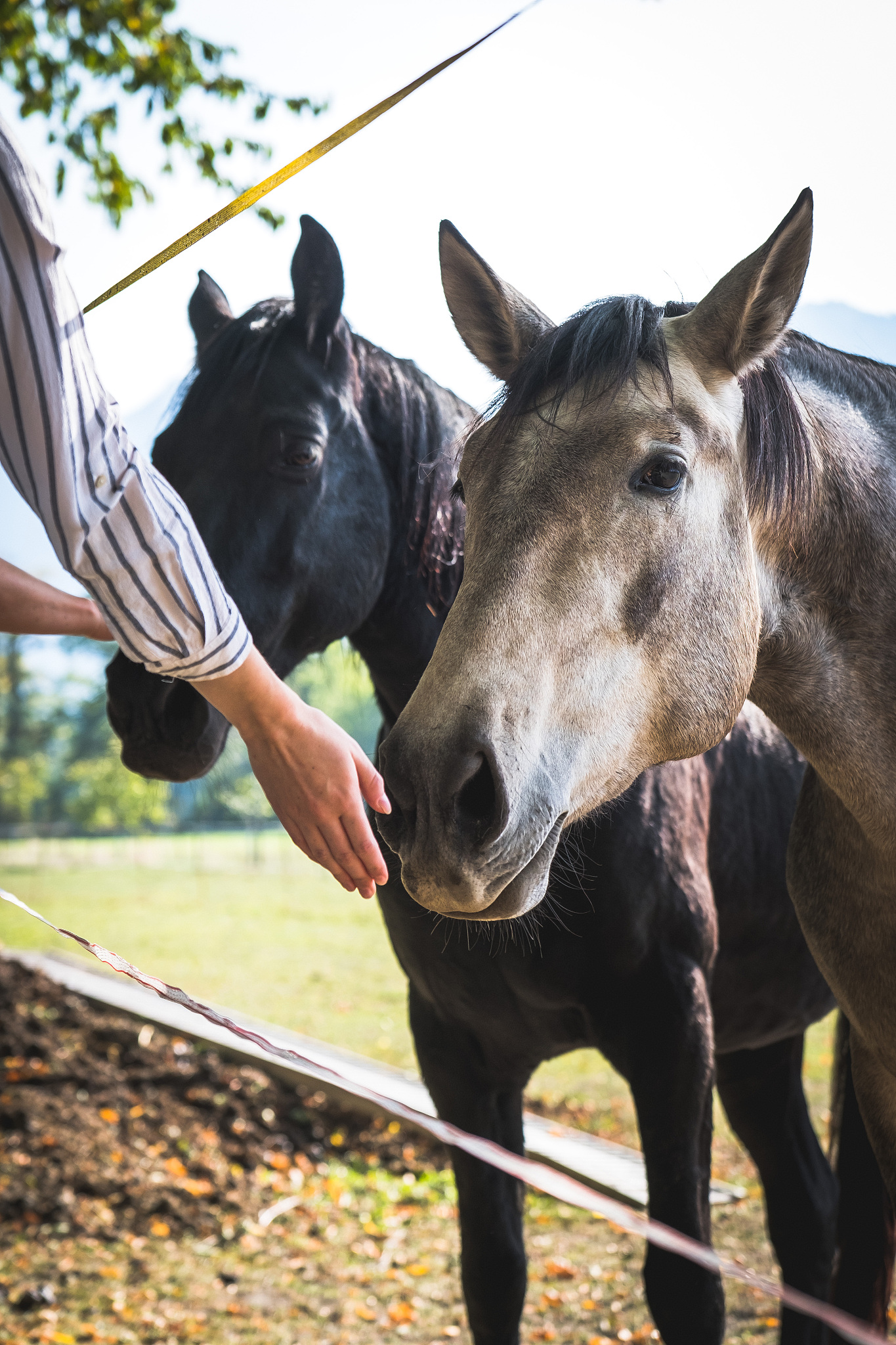 horses in a farm
