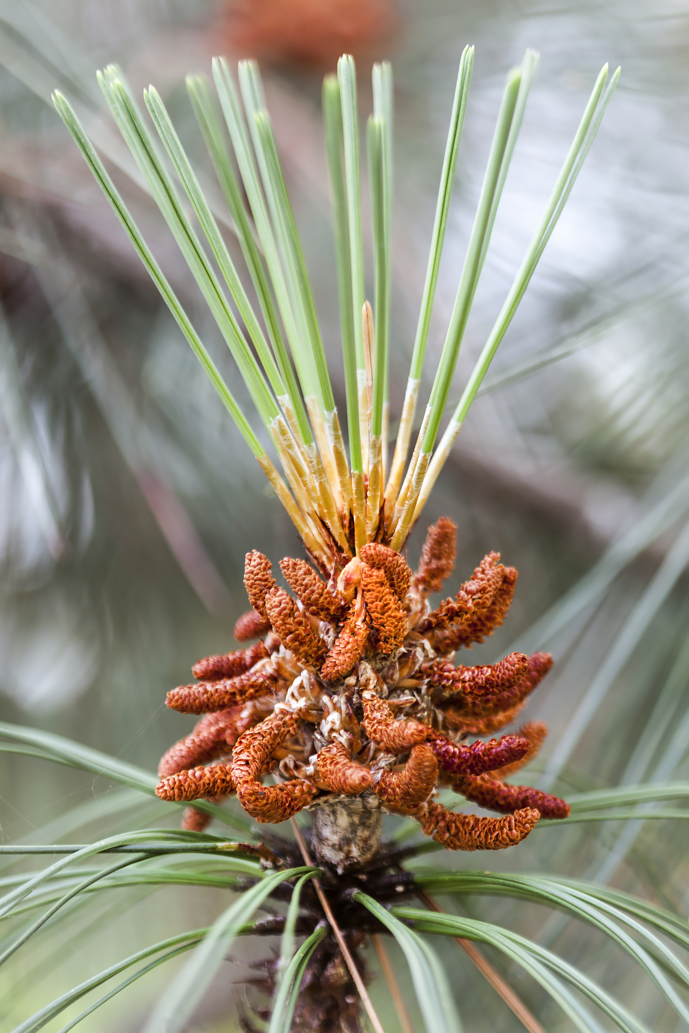 peculiar pine flower on a sunny day in badacsonyors, hungary .
