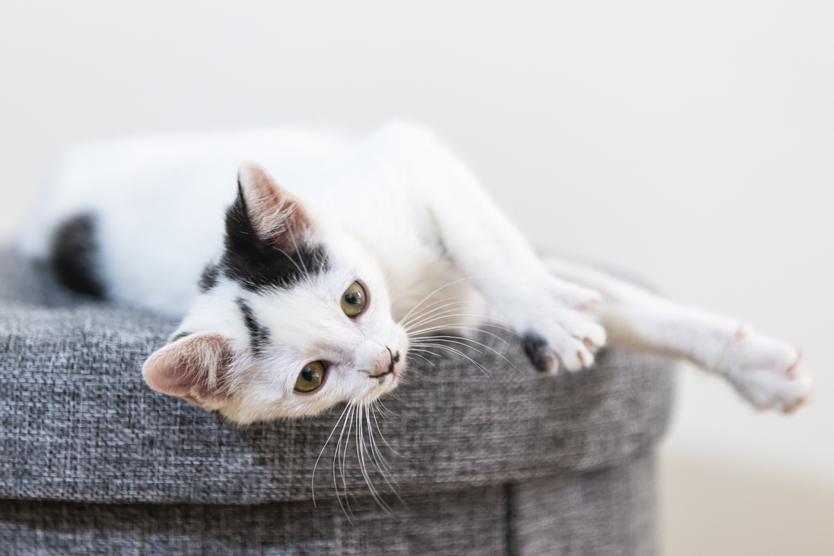 猫咪热门标题：萌宠、故事、生活、美容、健康、玩具、美食、摄影