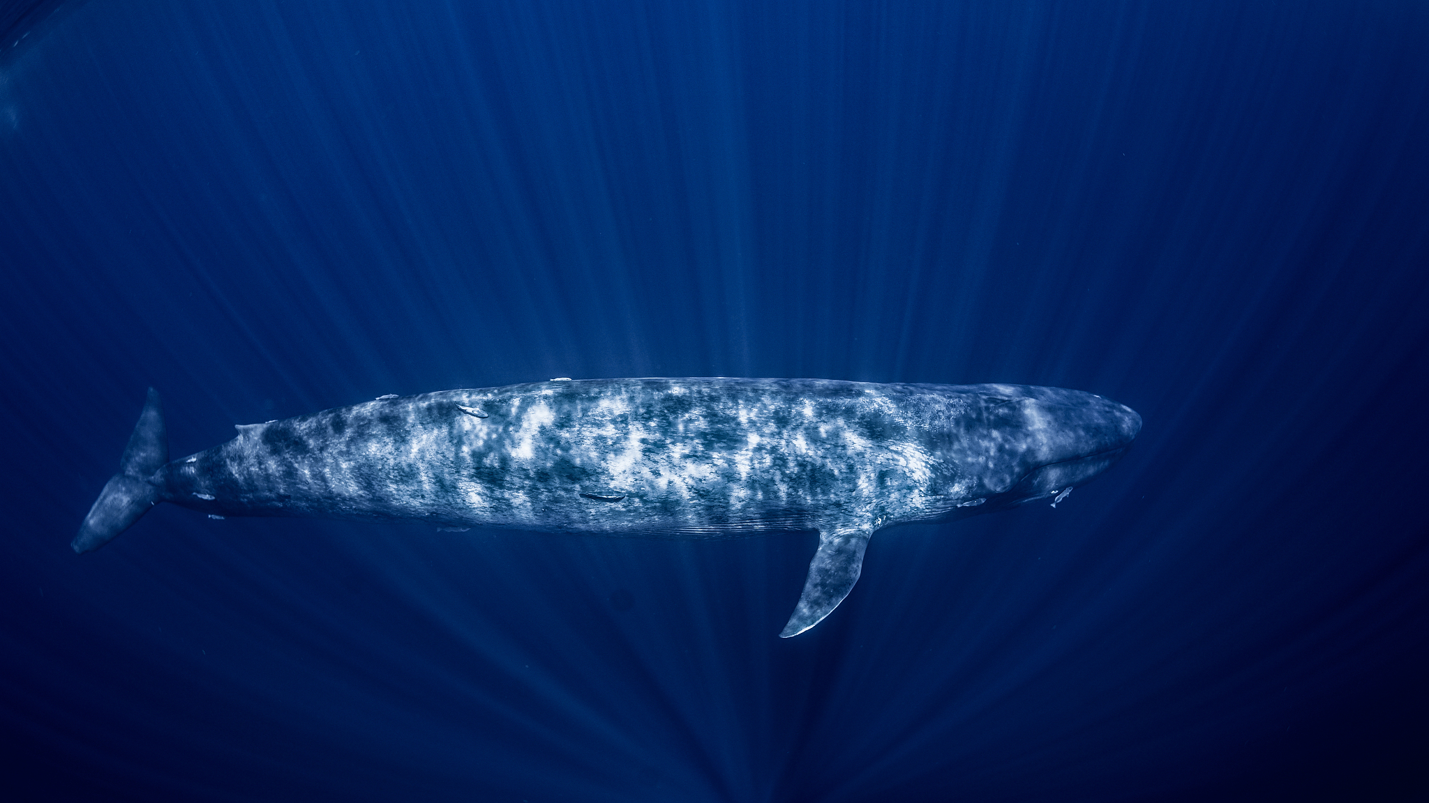 震惊！你所知道的科学知识都是错的？！