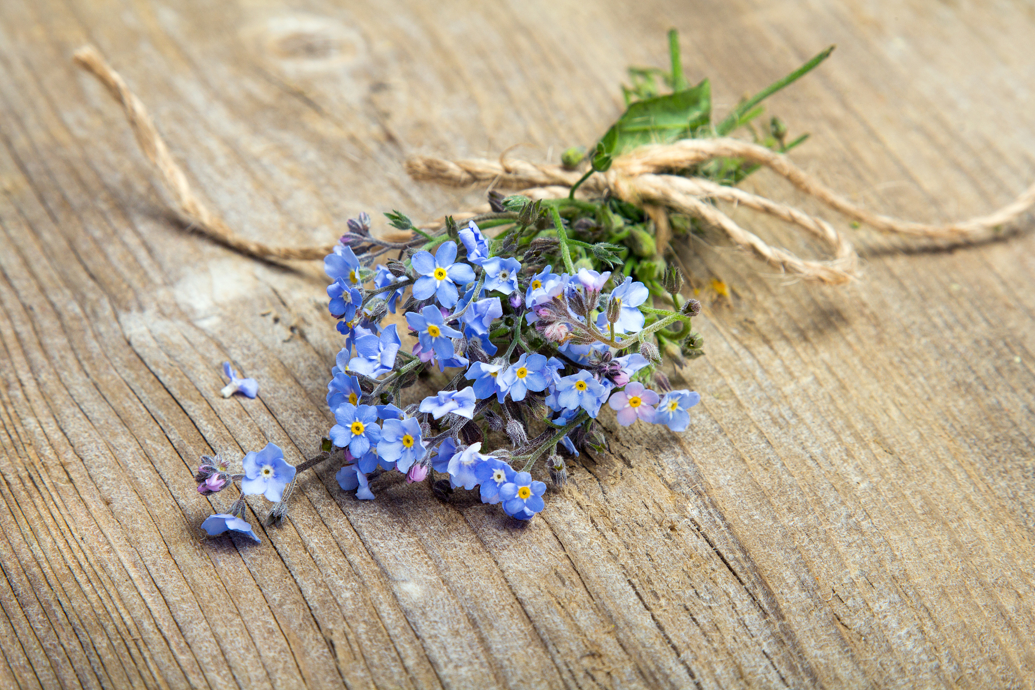 勿忘我：永恒的记忆与爱