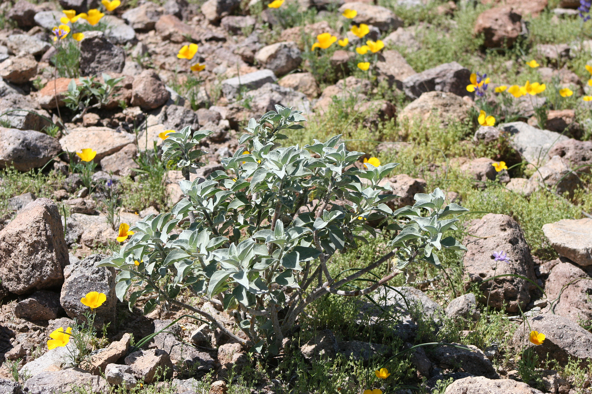 yellow poppies in spring