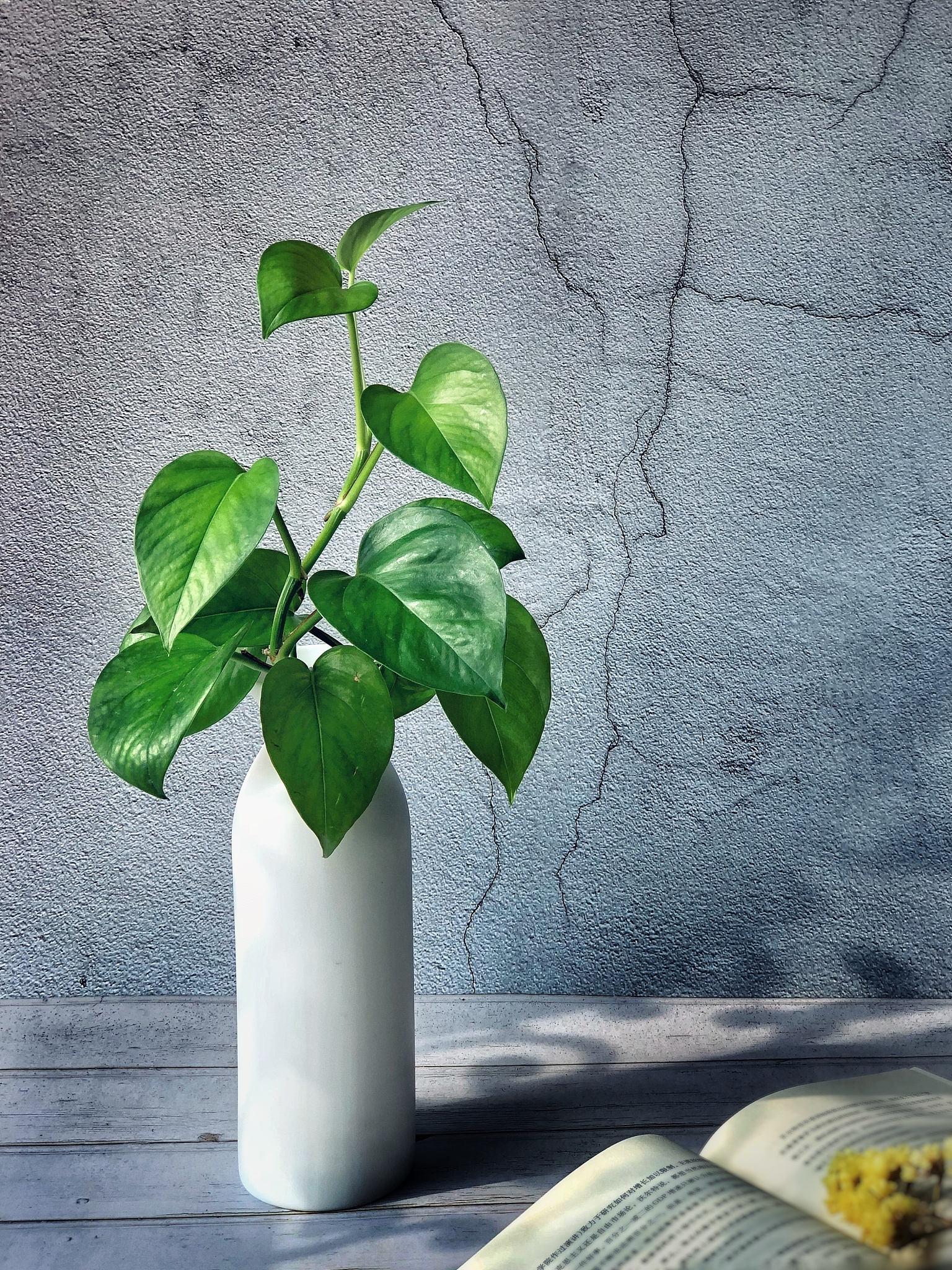 绿箩有什么作用该怎么养600字