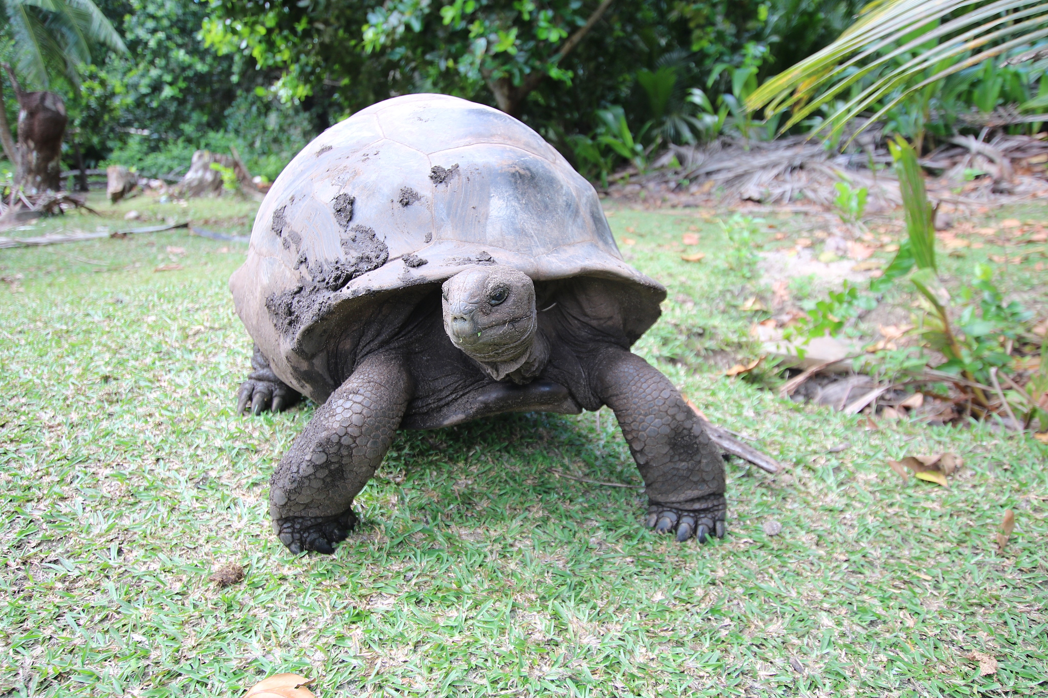 aldabra giant tortoise, curieuse island, seychelles, indian ocea