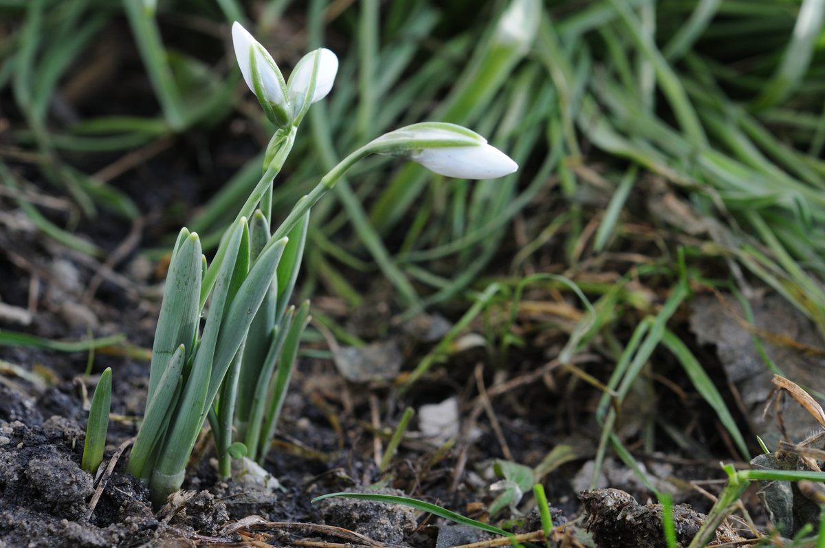 雪花莲 (galanthus nivalis) - 春天的第一批花朵