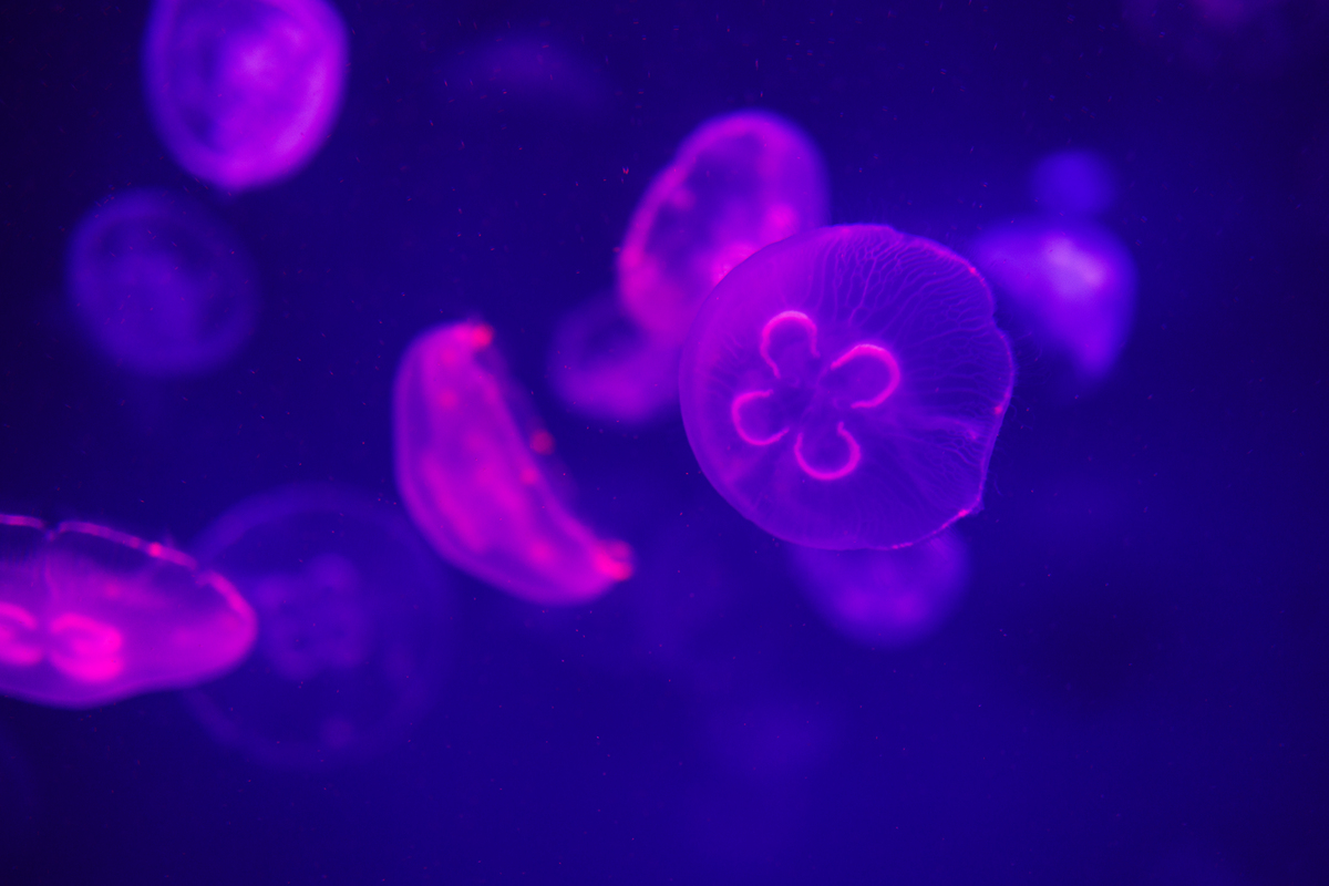 请提取出这段话的关键点和结论要求简明扼要、分点磺胺甲噁唑别名新诺明属于磺胺类抗生素是一种广谱抗菌药对葡萄球菌及大肠杆菌作用很强临床上可用来治疗葡萄球菌、大肠杆菌的感染在常用磺胺类抗生素中居首位1。磺胺类药物因抗菌谱广、性质稳定、价格低廉等优点被广泛应用于人类临床治疗、兽医学、渔业养殖等诸多领域23。近些年在临床治疗上由于出现更有效的抗生素磺胺甲噁唑2017年被列为三类致癌物被逐步取代其在人类医学中