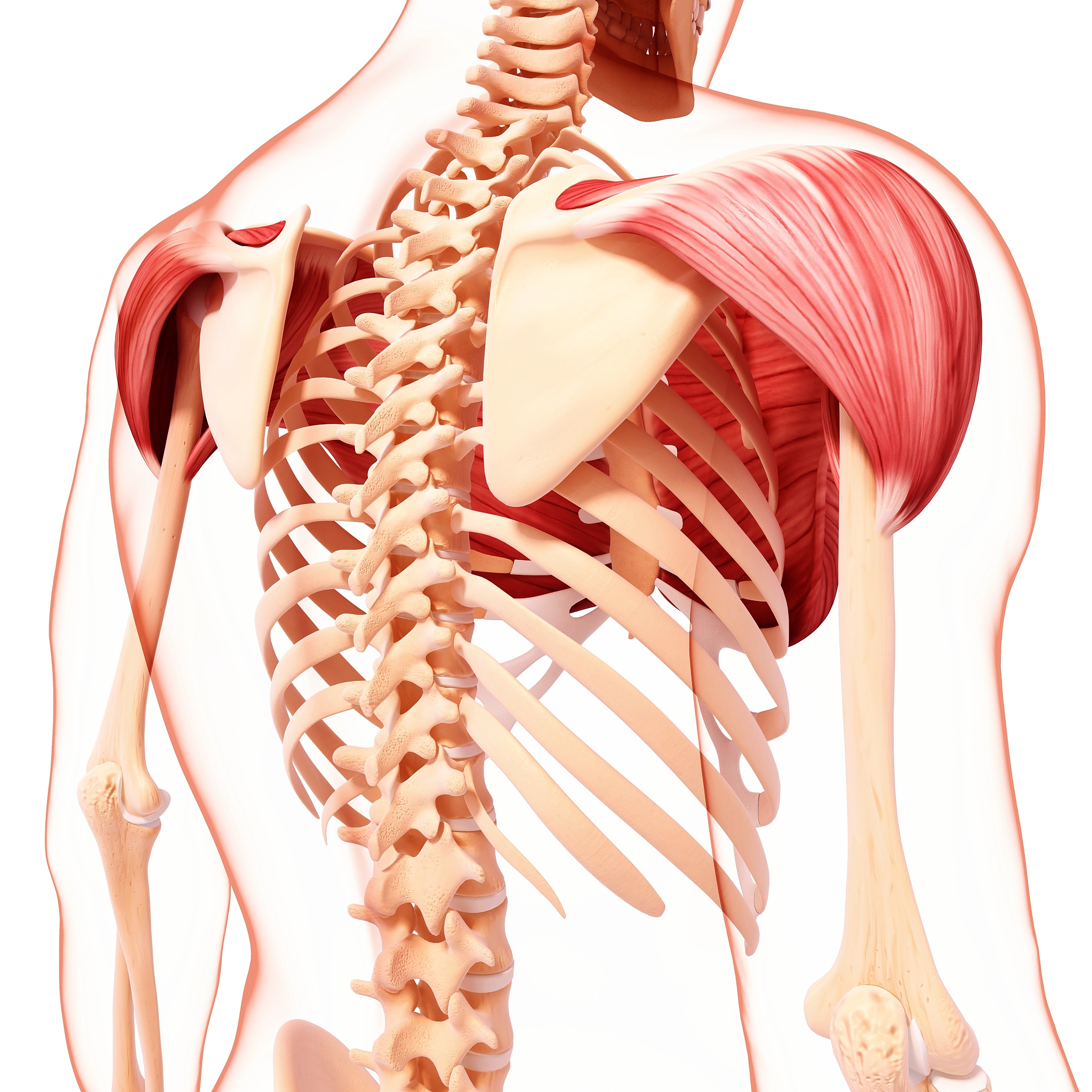 锁骨：人体肩部结构的重要组成部分