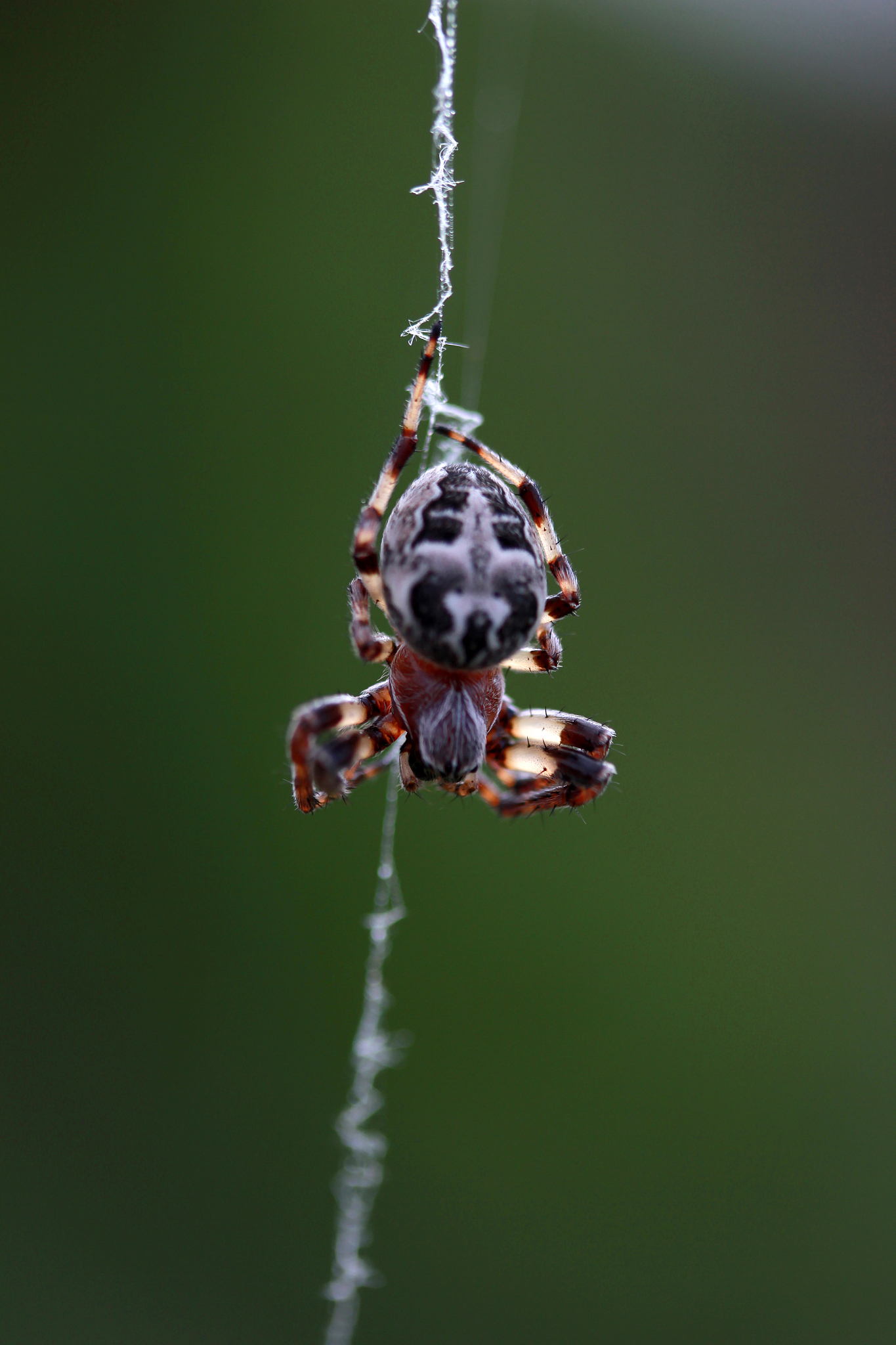 spider