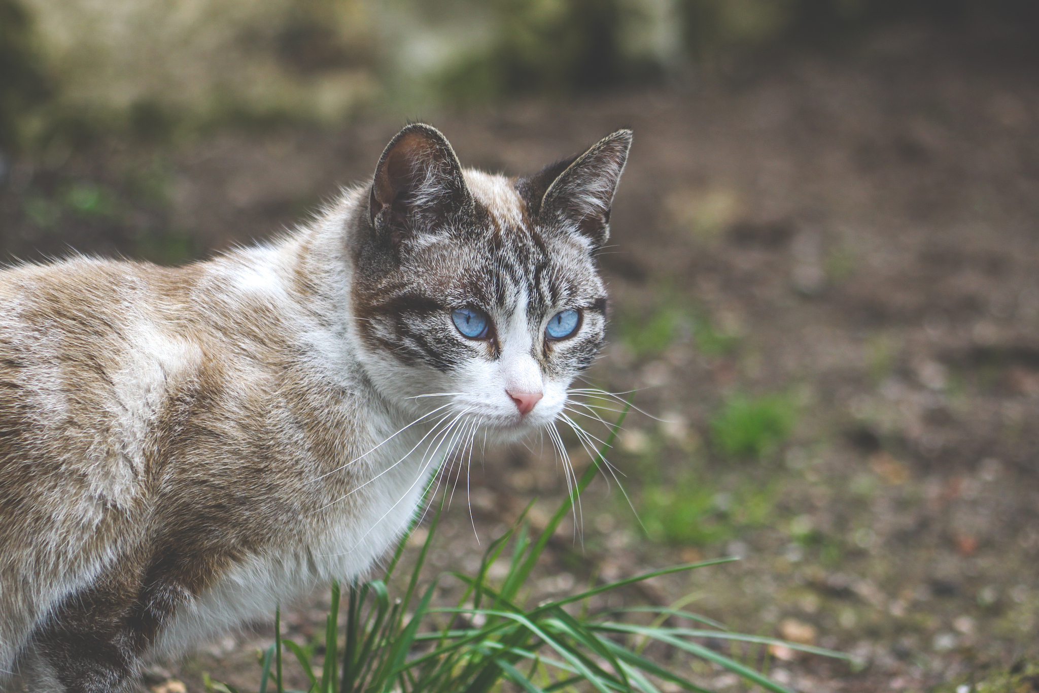 female cat