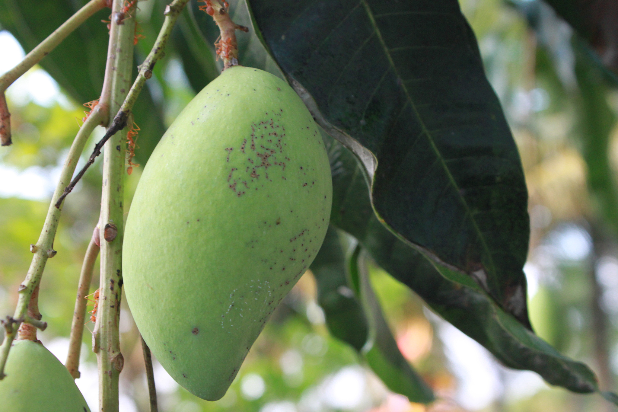 芒果生物防治的意义
