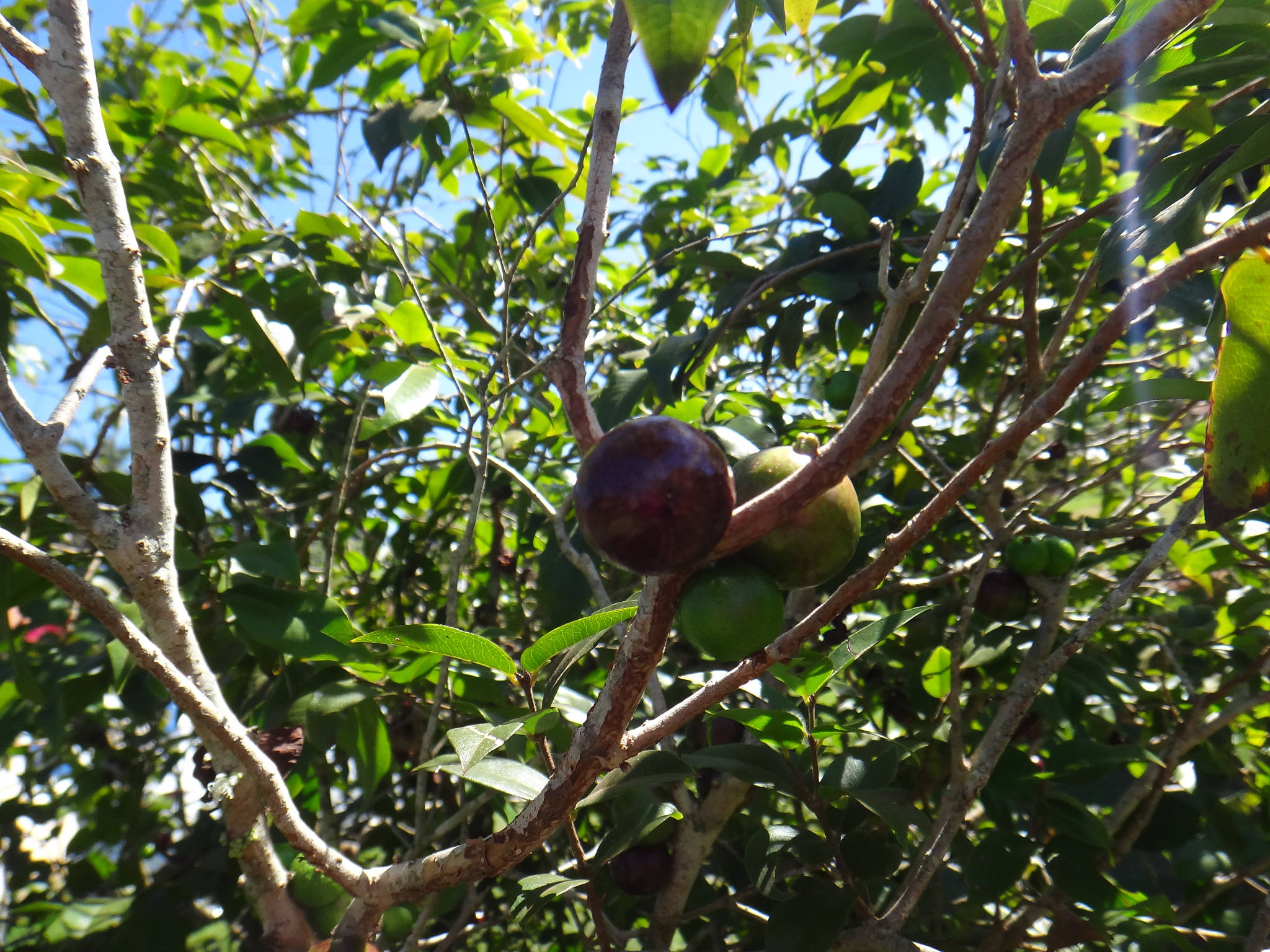 jaboticaba - branch