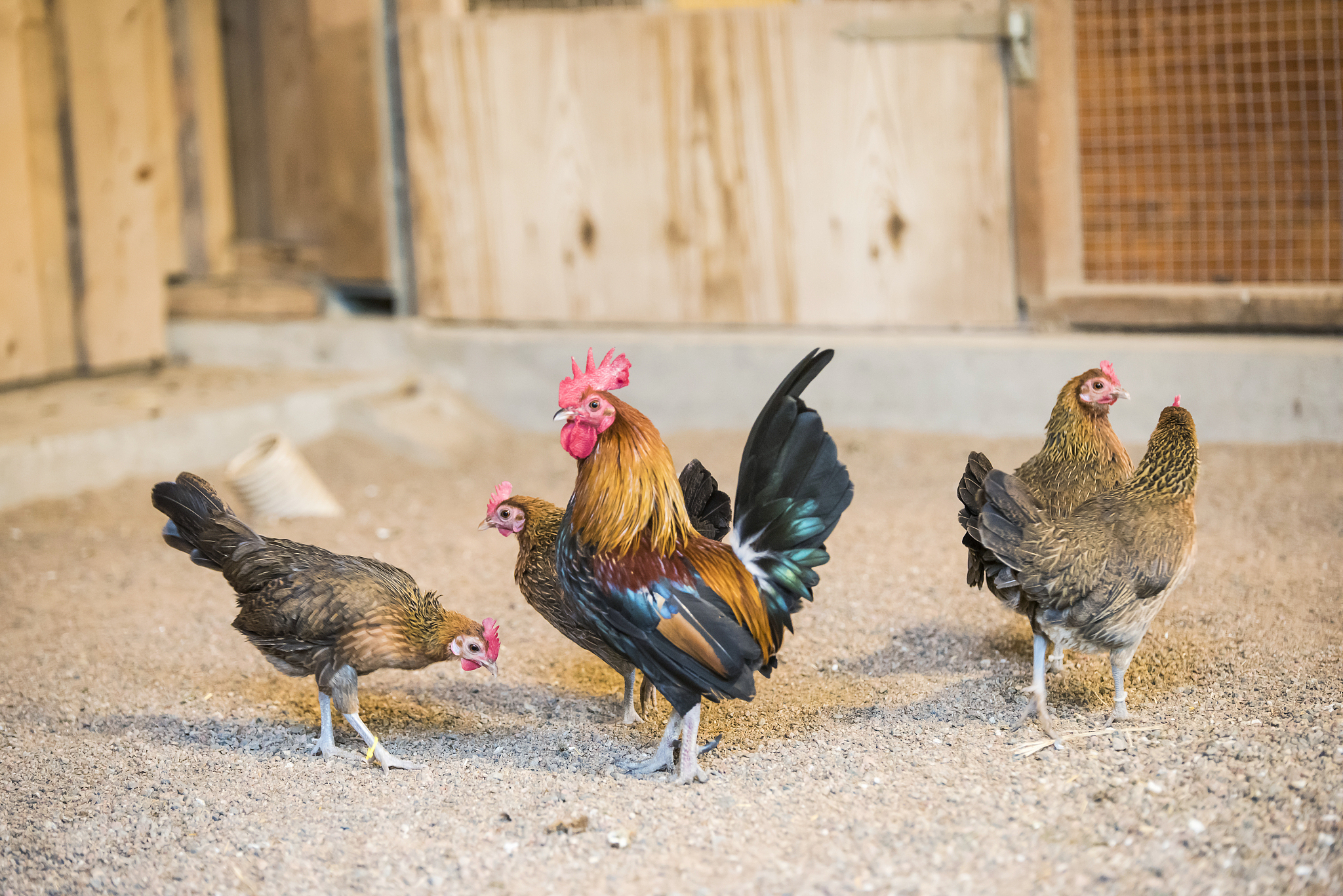 母鸡为什么永远不反抗公鸡呢