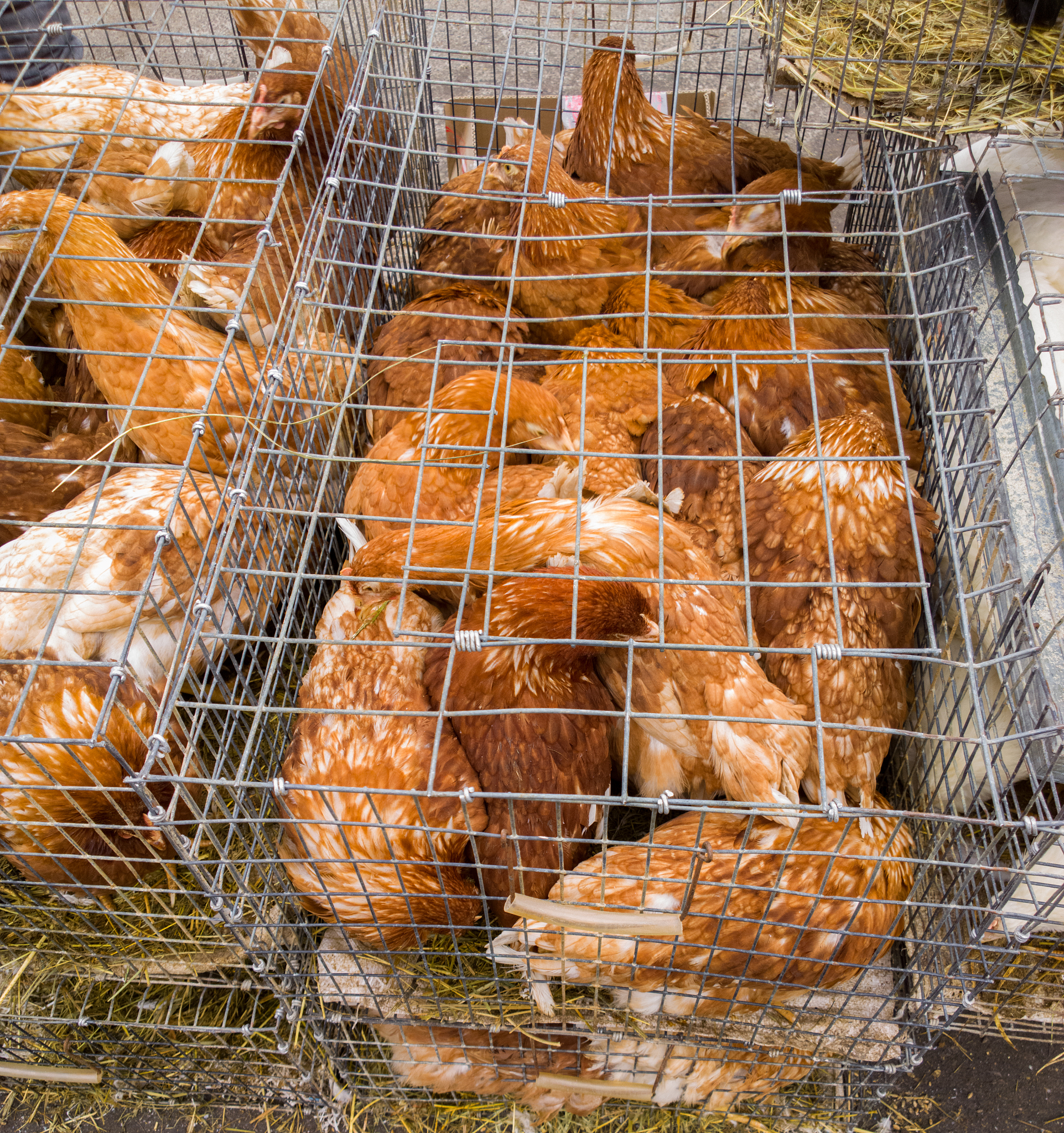 大鸡笼和小鸡笼搭配大鸡笼最多放6只小鸡笼最多放4只怎么才能放下22只鸡 帮我用300字描述