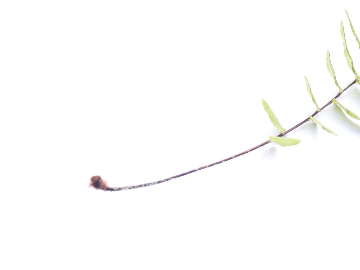 植物生物学投稿指南：常见稿件类型介绍