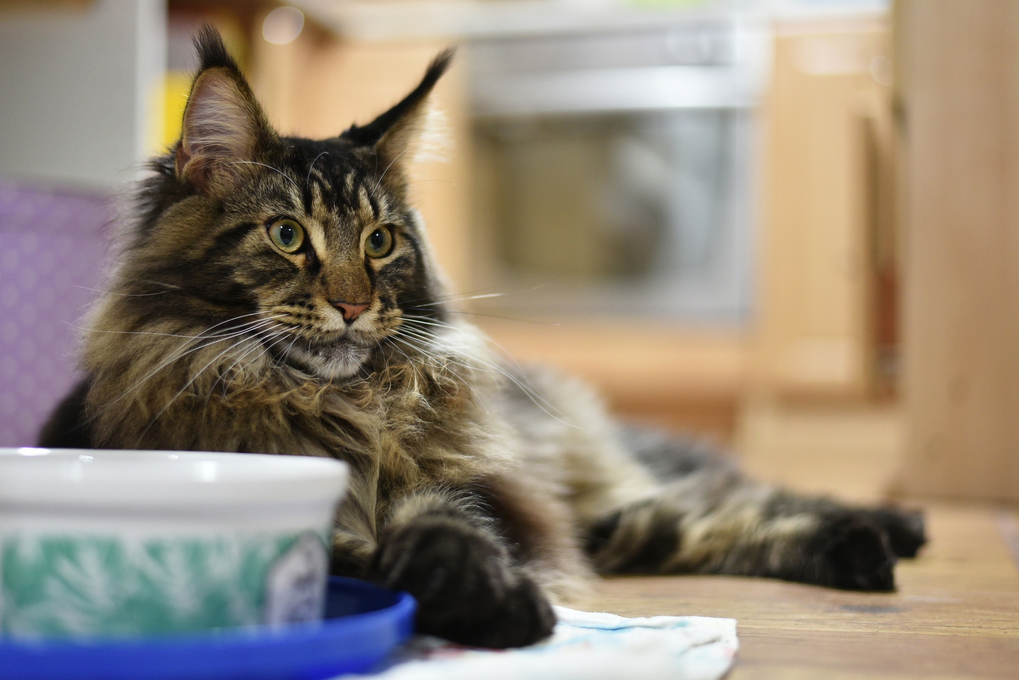 maine coon cat