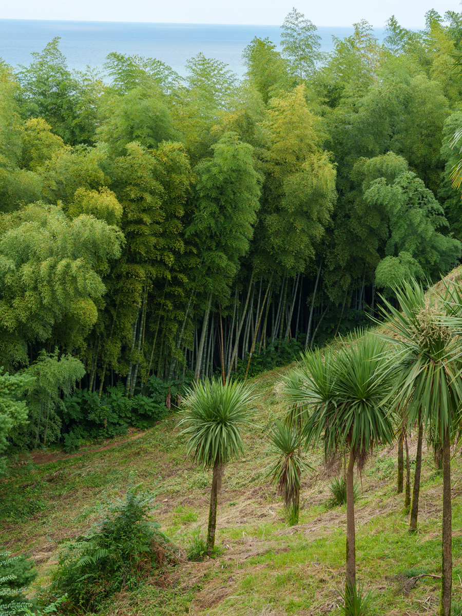 热带山坡,有竹林和尖叶植物