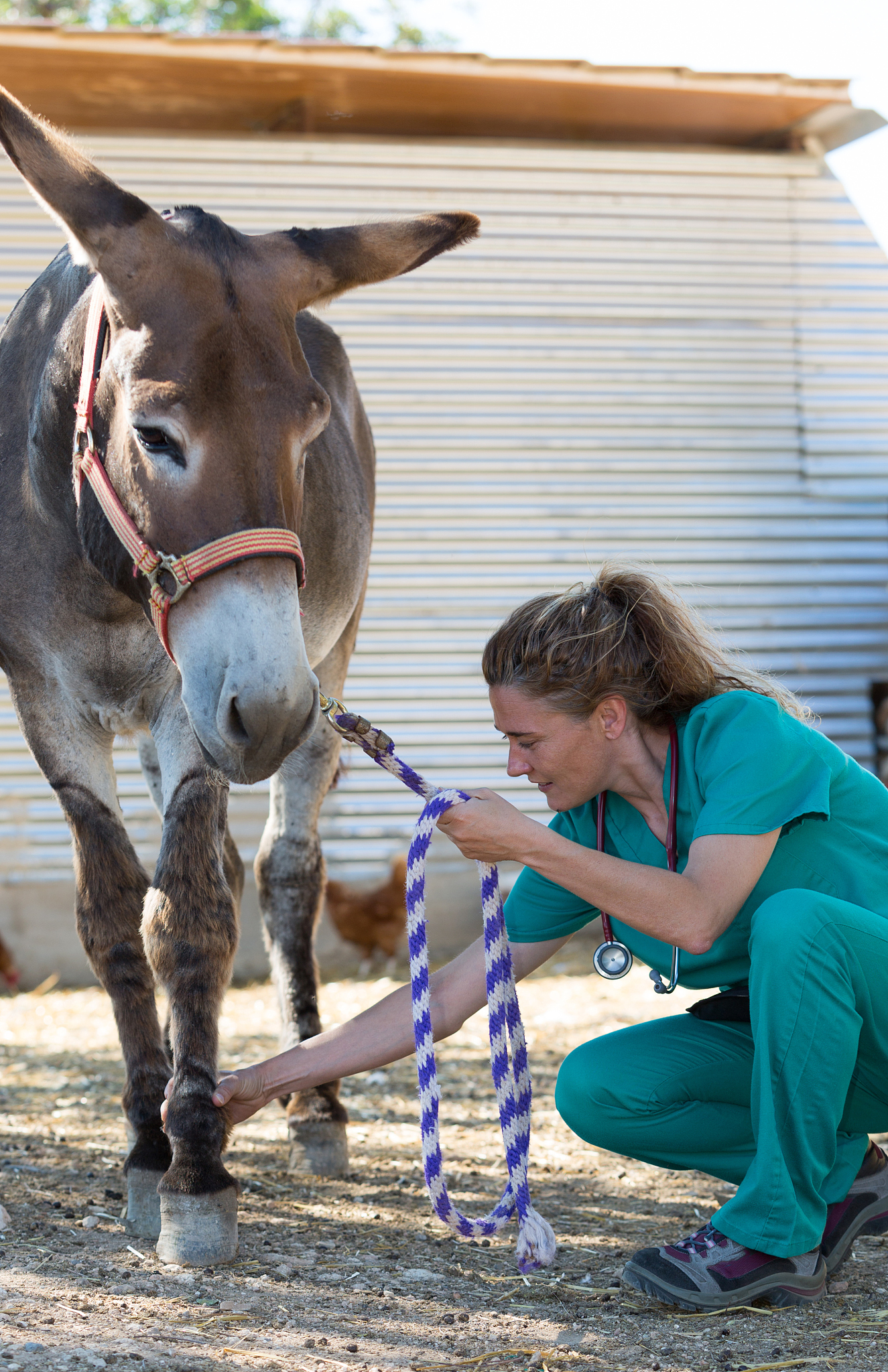 veterinary in the farm