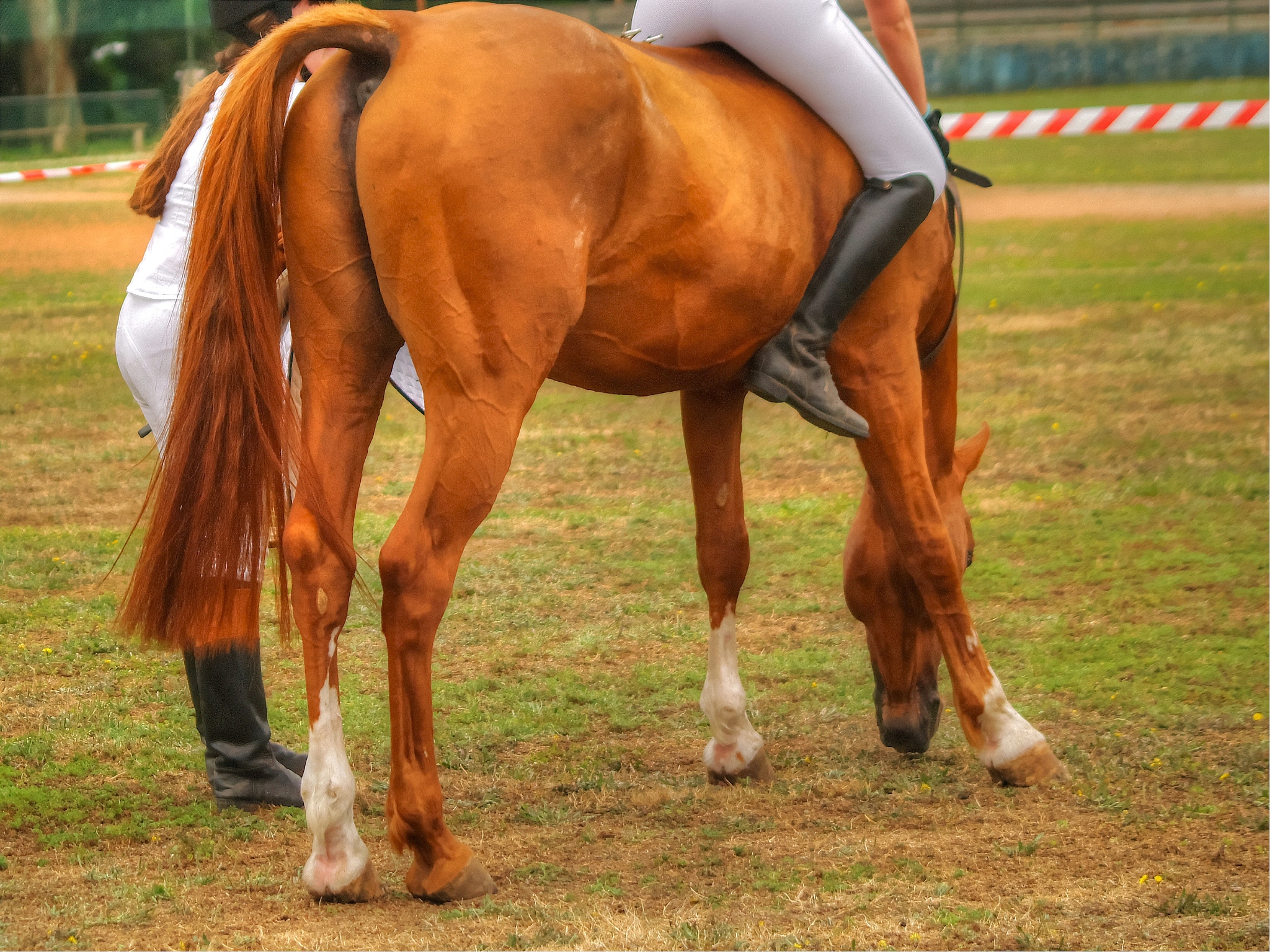 horse show