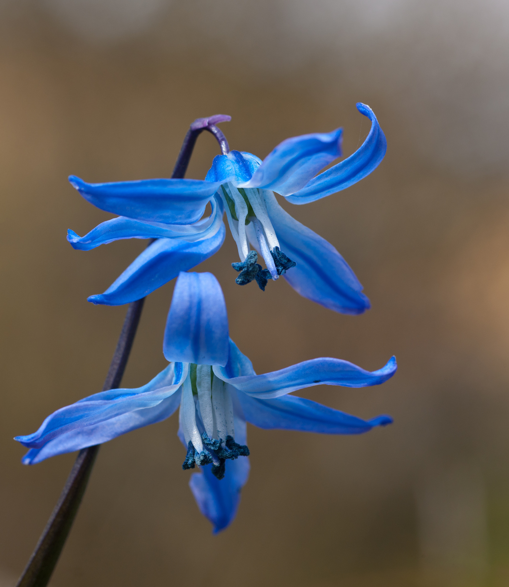 blue snowdrop