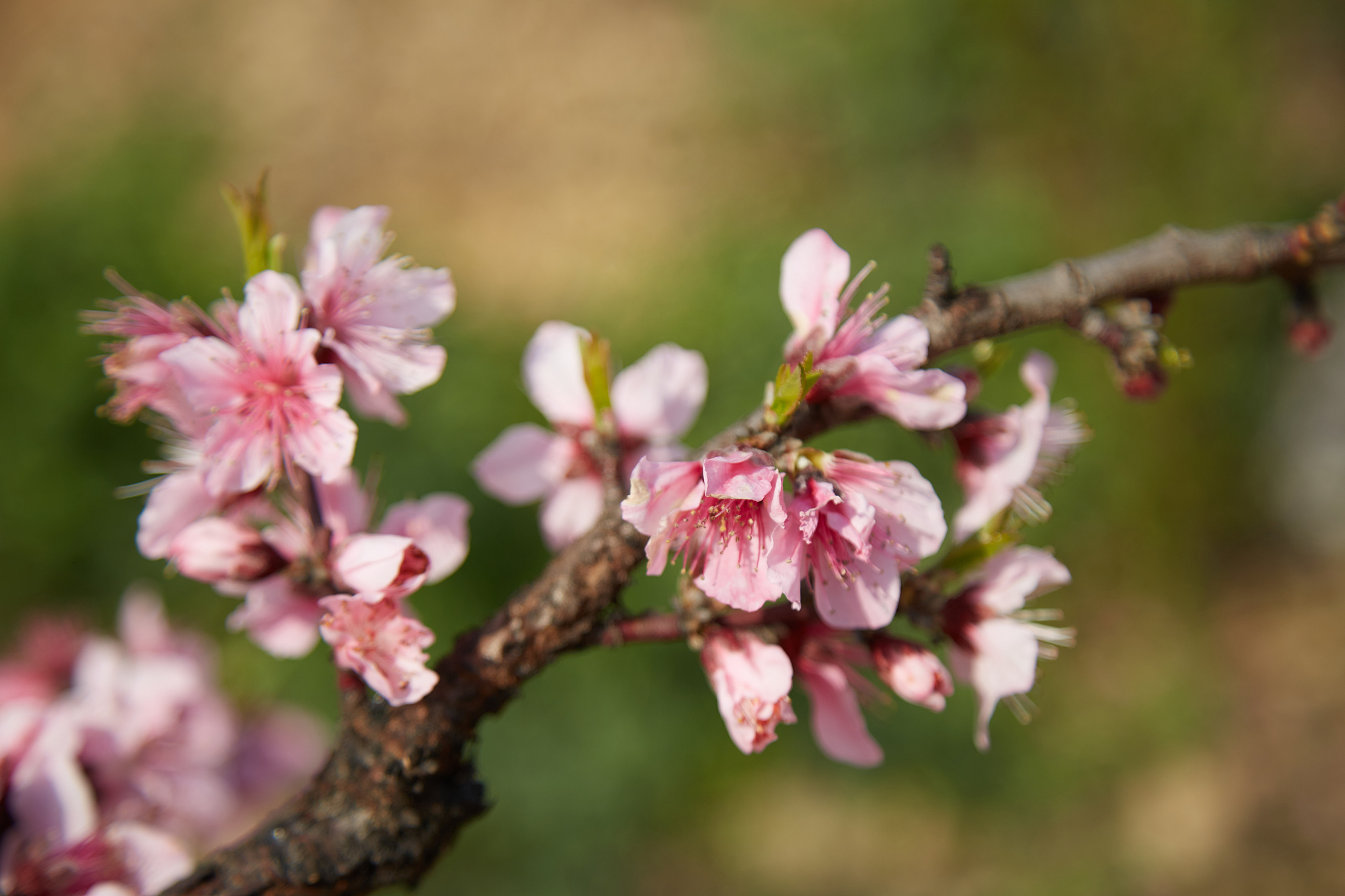 用桃花为主题做一首诗