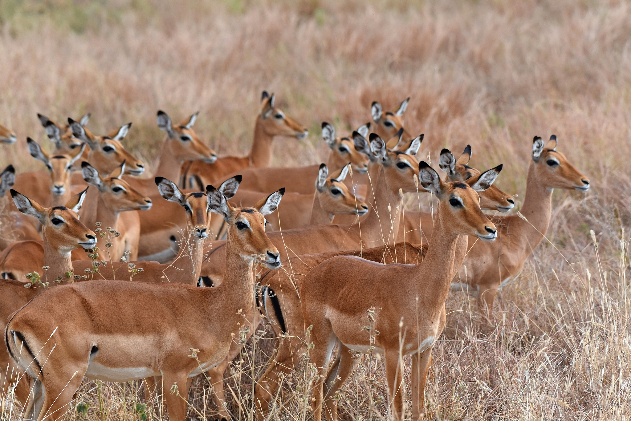 herd of impala on the savannah