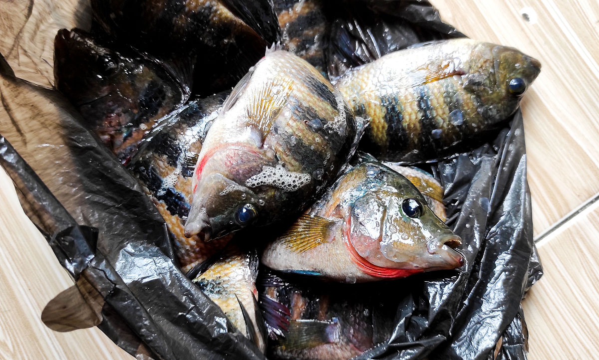 写一篇茂名罗非鱼5G+大数据赋能产业发展新格局的文稿