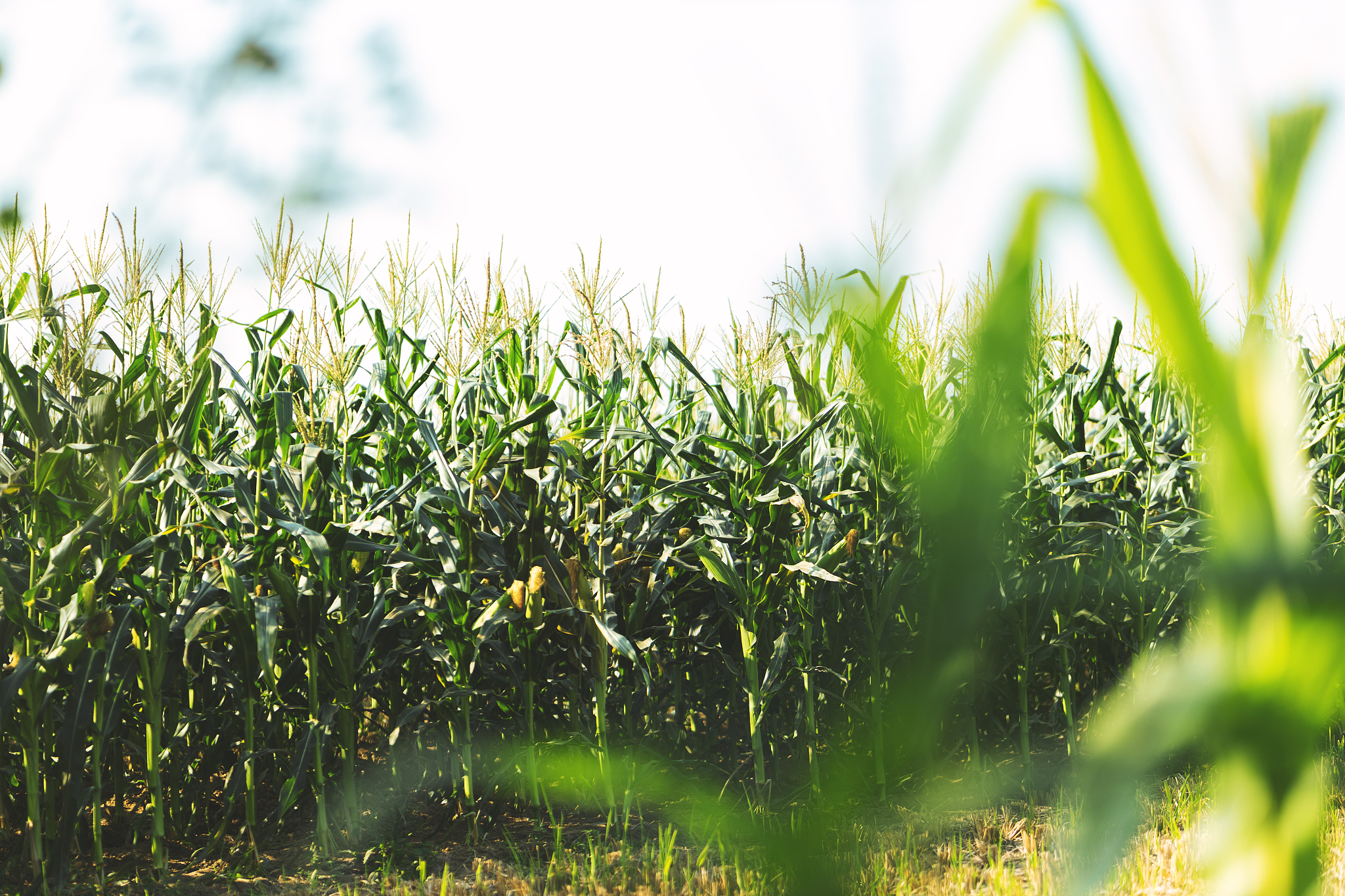 天水农业学校2023年有哪些专业