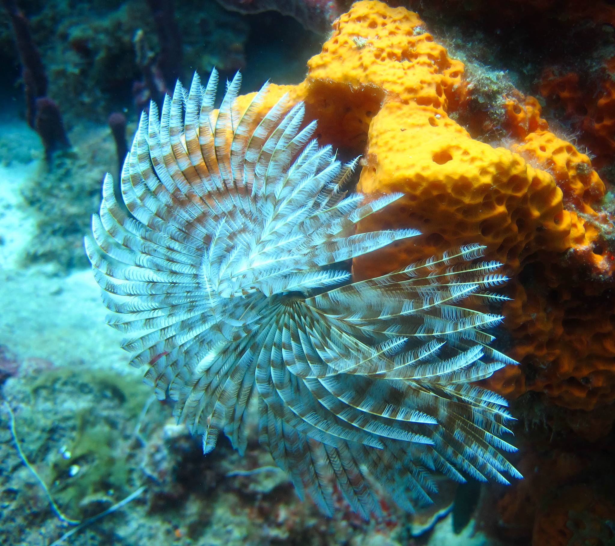 feather duster worms