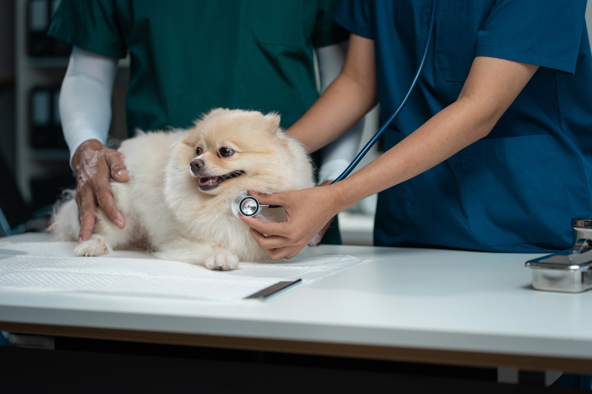 黑龙江生物科技职业学院动物医学专业专业怎么样都要学些什么