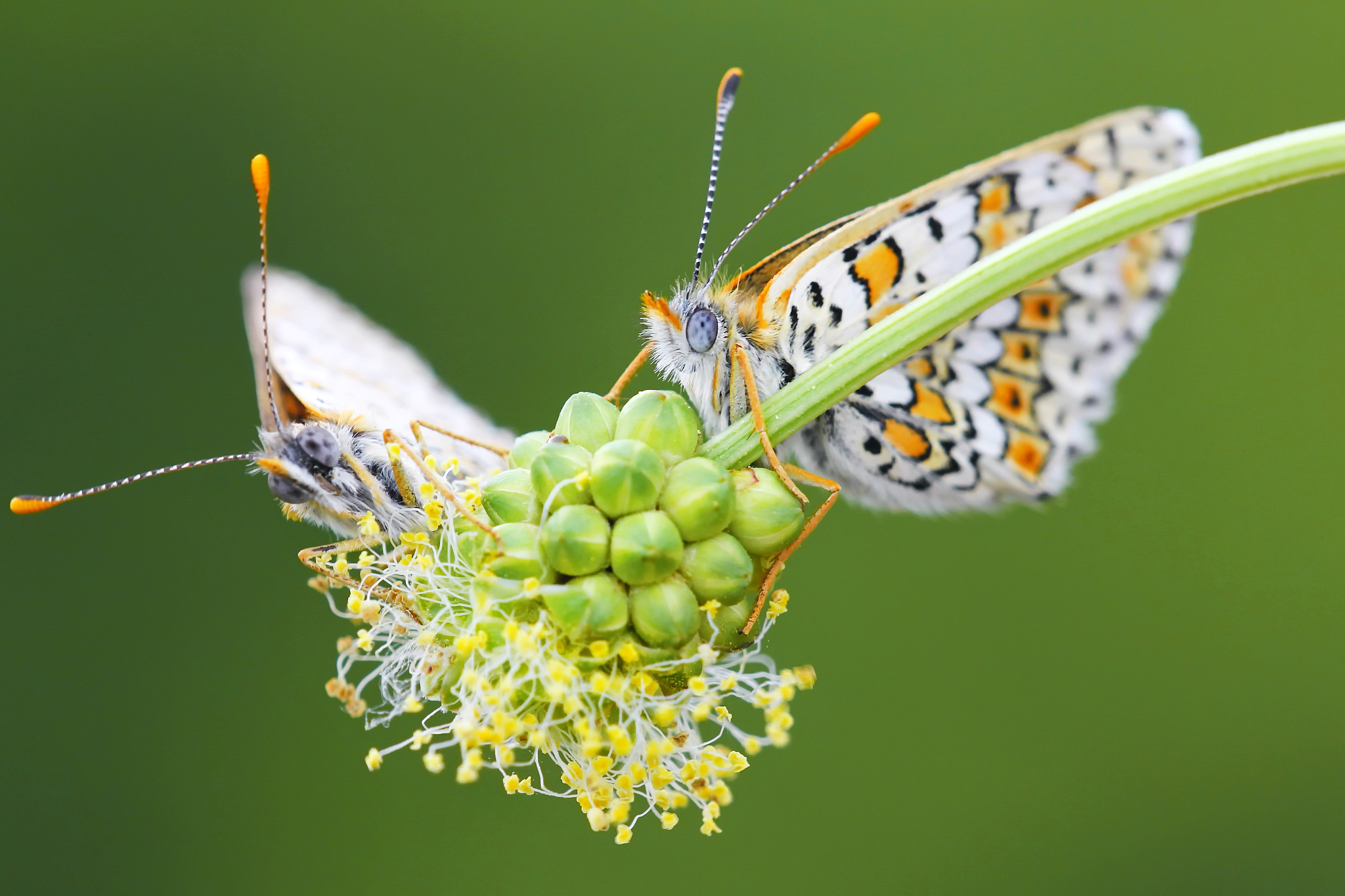 vintage butterfly and  flower in spring