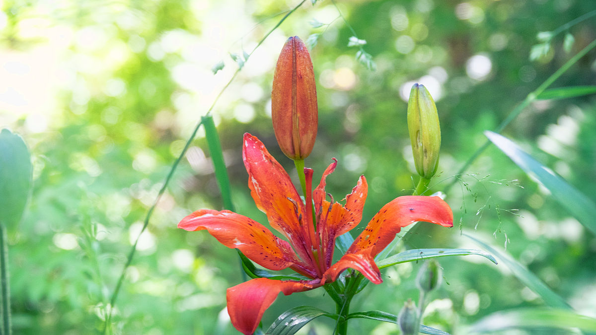 范爱农：杰出作家、教育家、社会改革者 - 一位近现代史上的重要人物