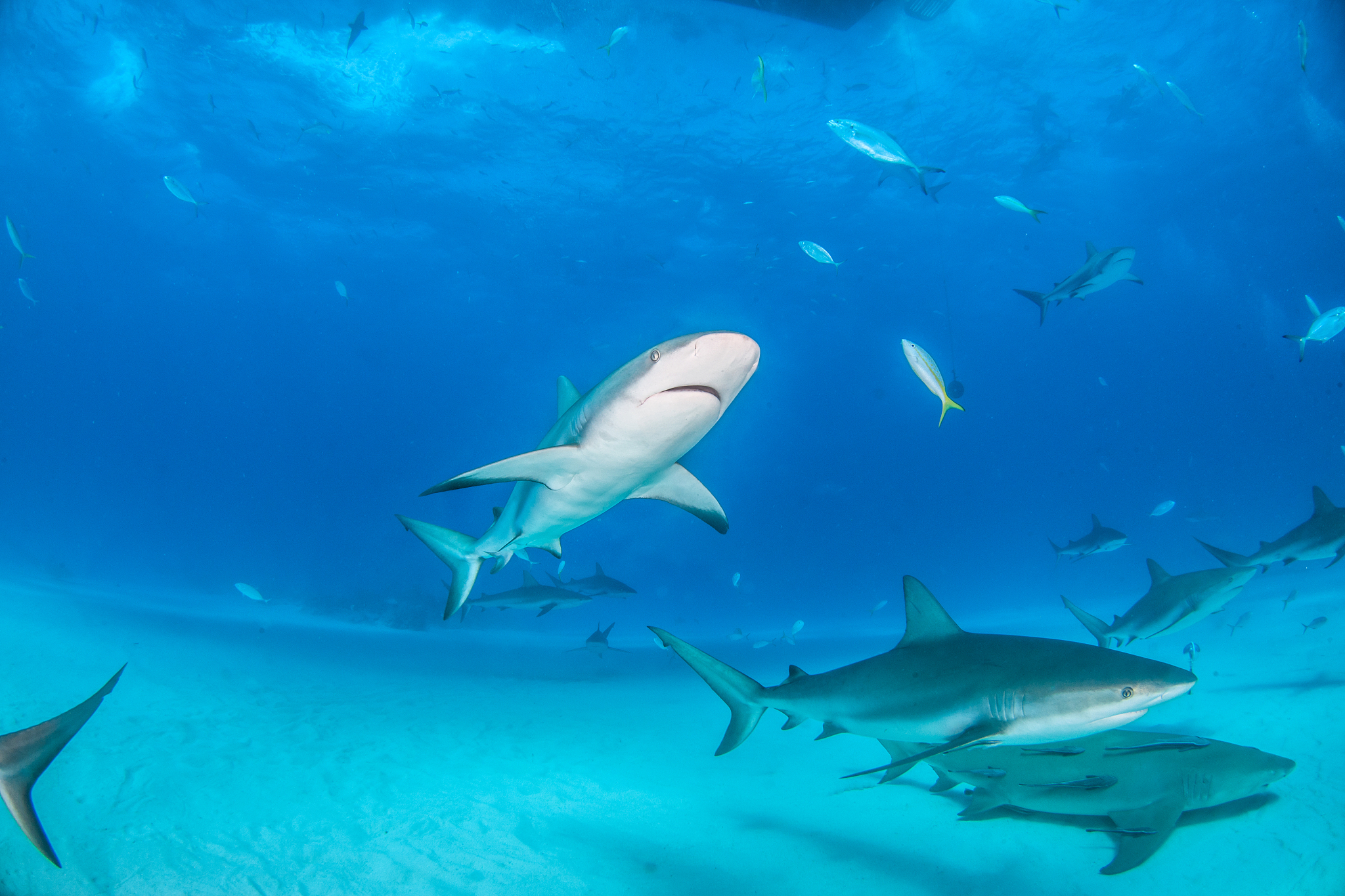caribbean reef shark at the bahamas