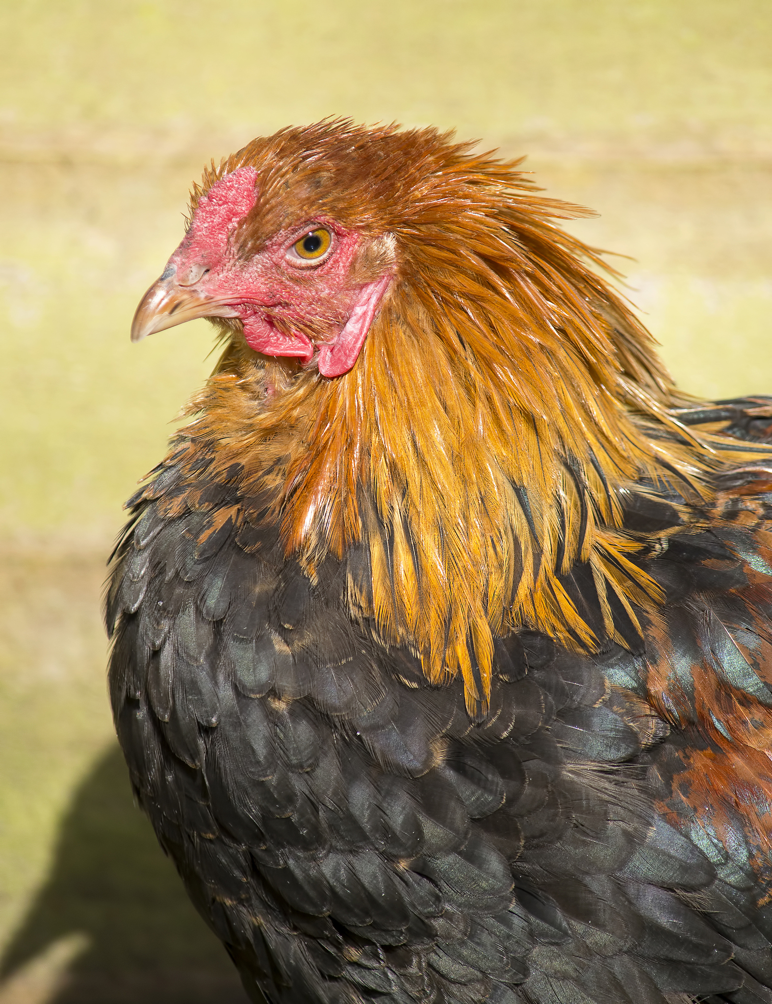 chicken
