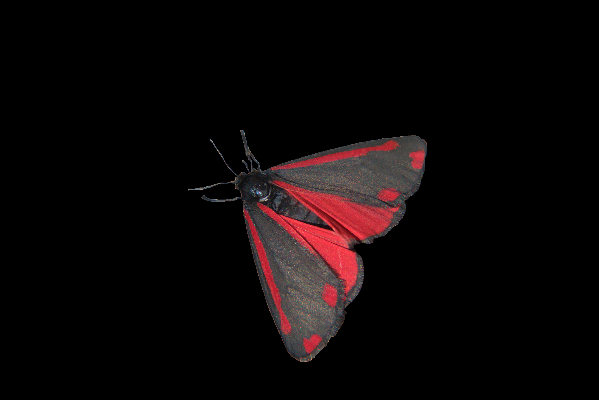 仿生蝴蝶关键零件翅膀