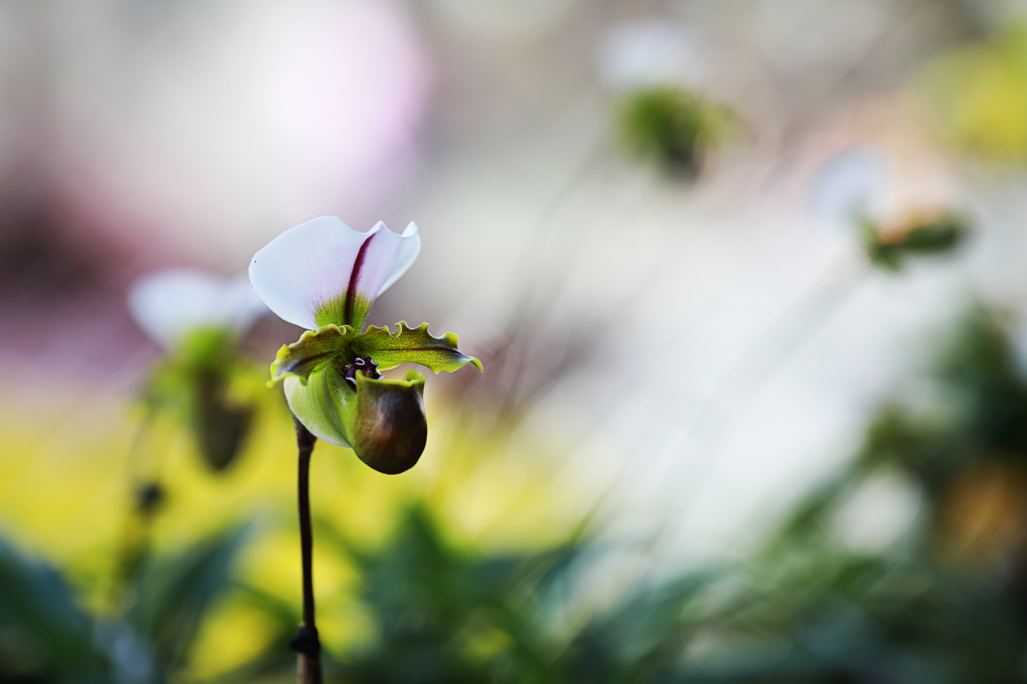 立春风风渐暖伊人一去不复返