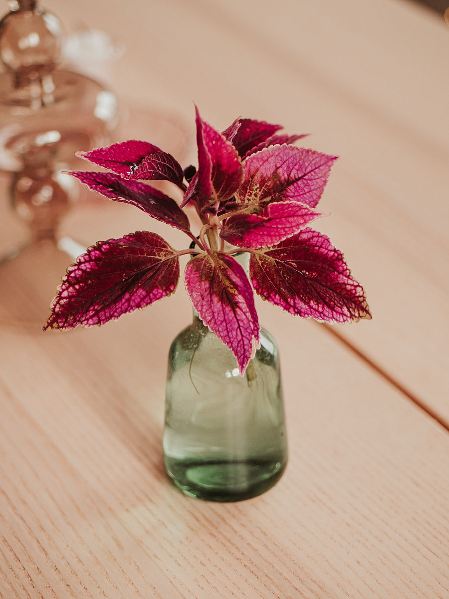 写一份三千字的黄芩育种计划书