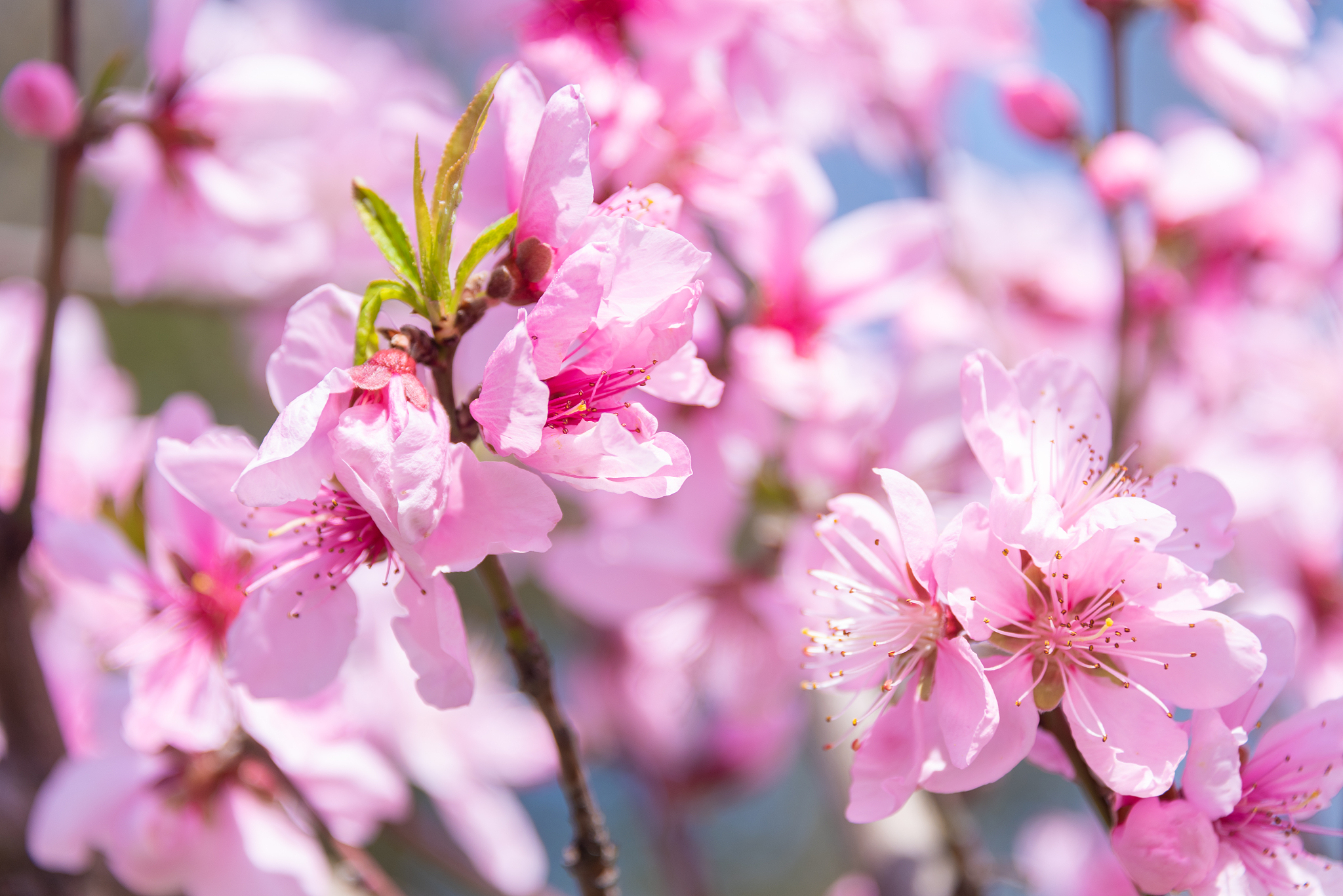 春天里的桃花盛开：粉红云海，浪漫满枝头