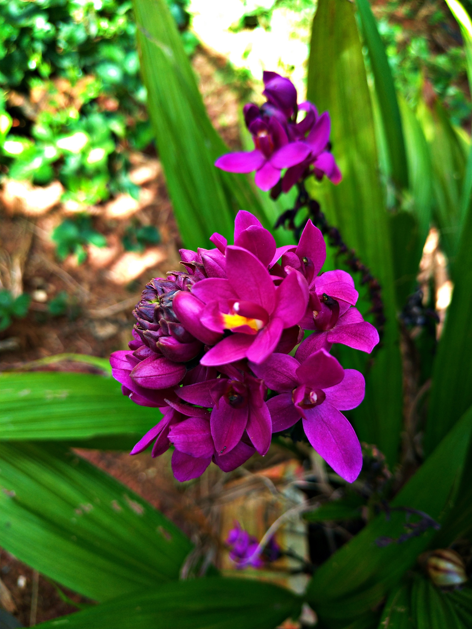 flower