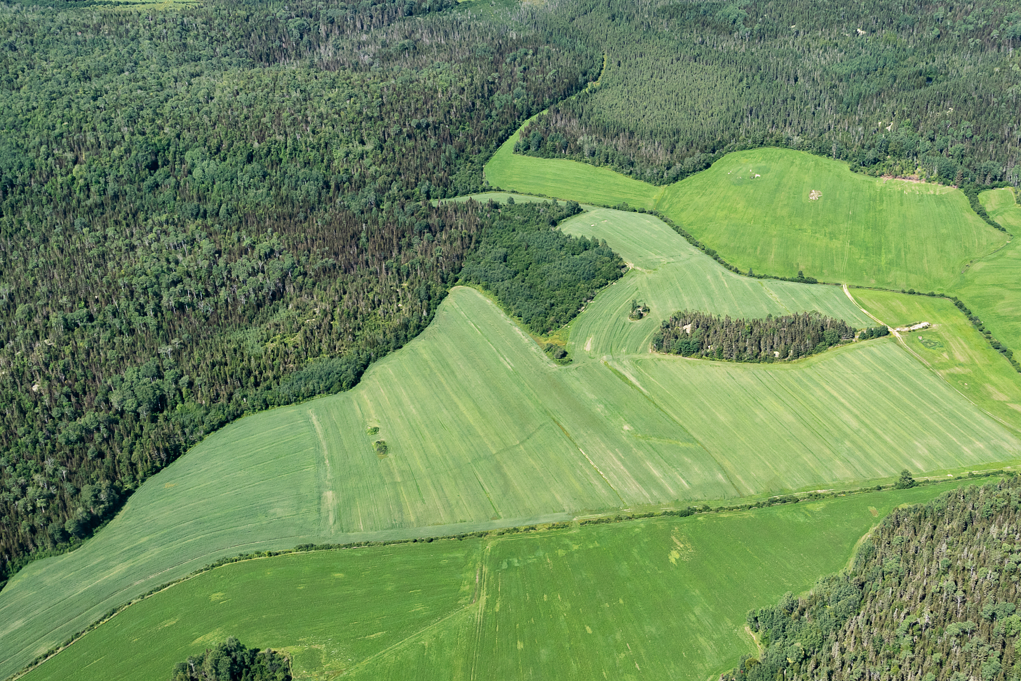 high angle view of green land