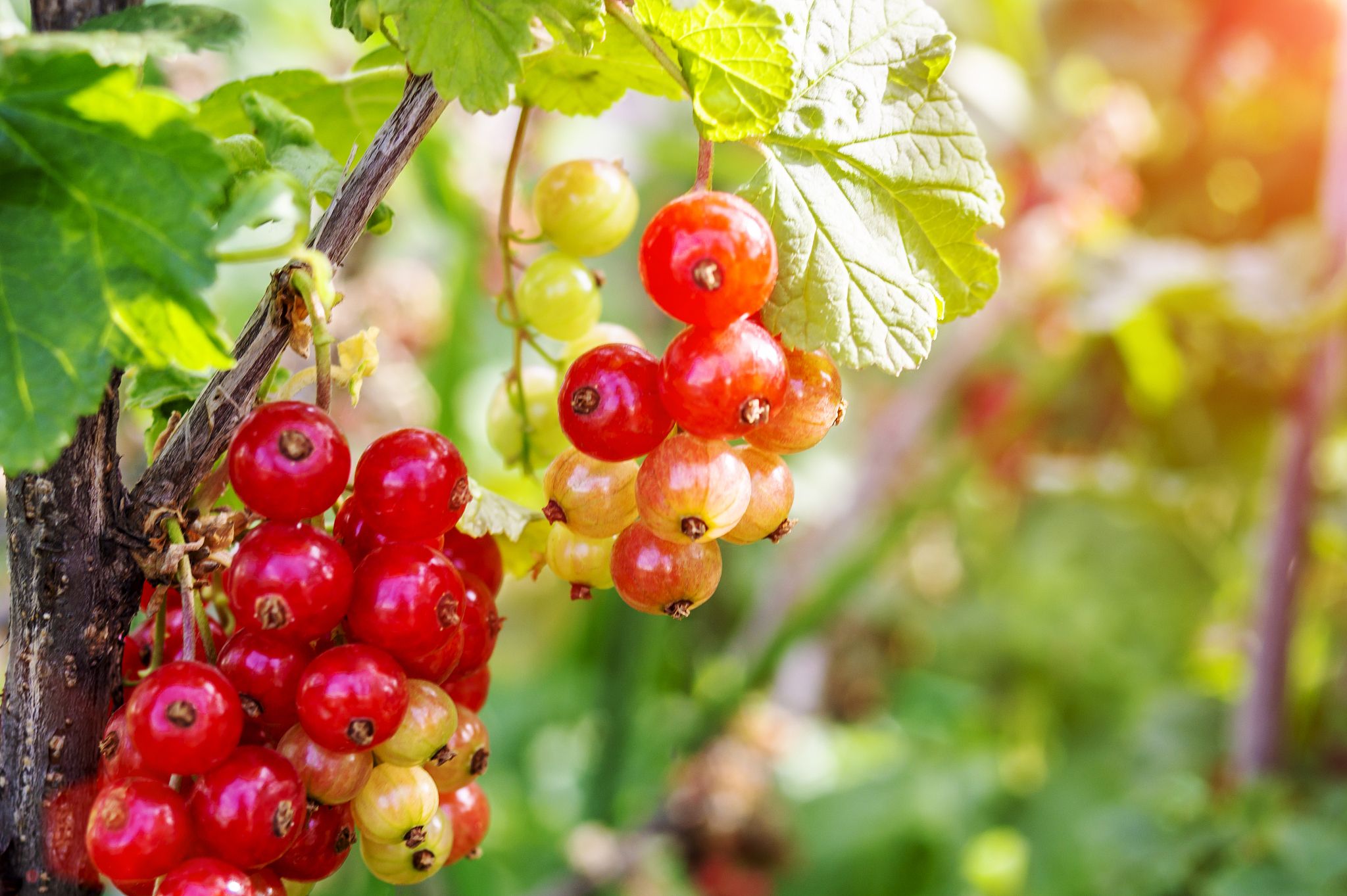 ripe and immature redcurrant. red currant berries on the branch 