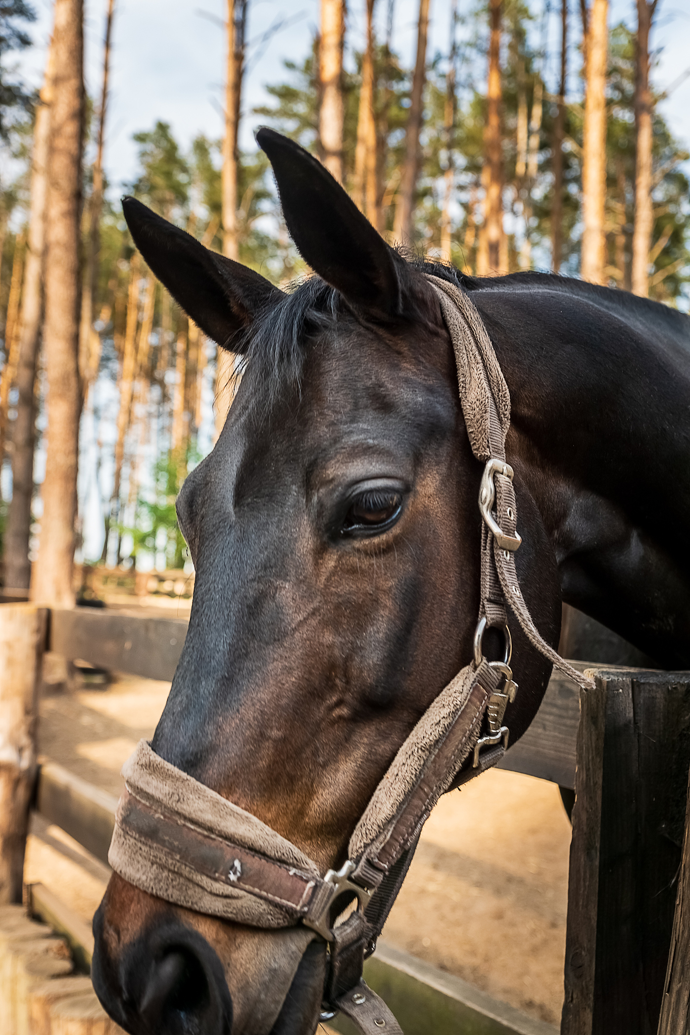 horse's head with bridle; close-up outdoors.