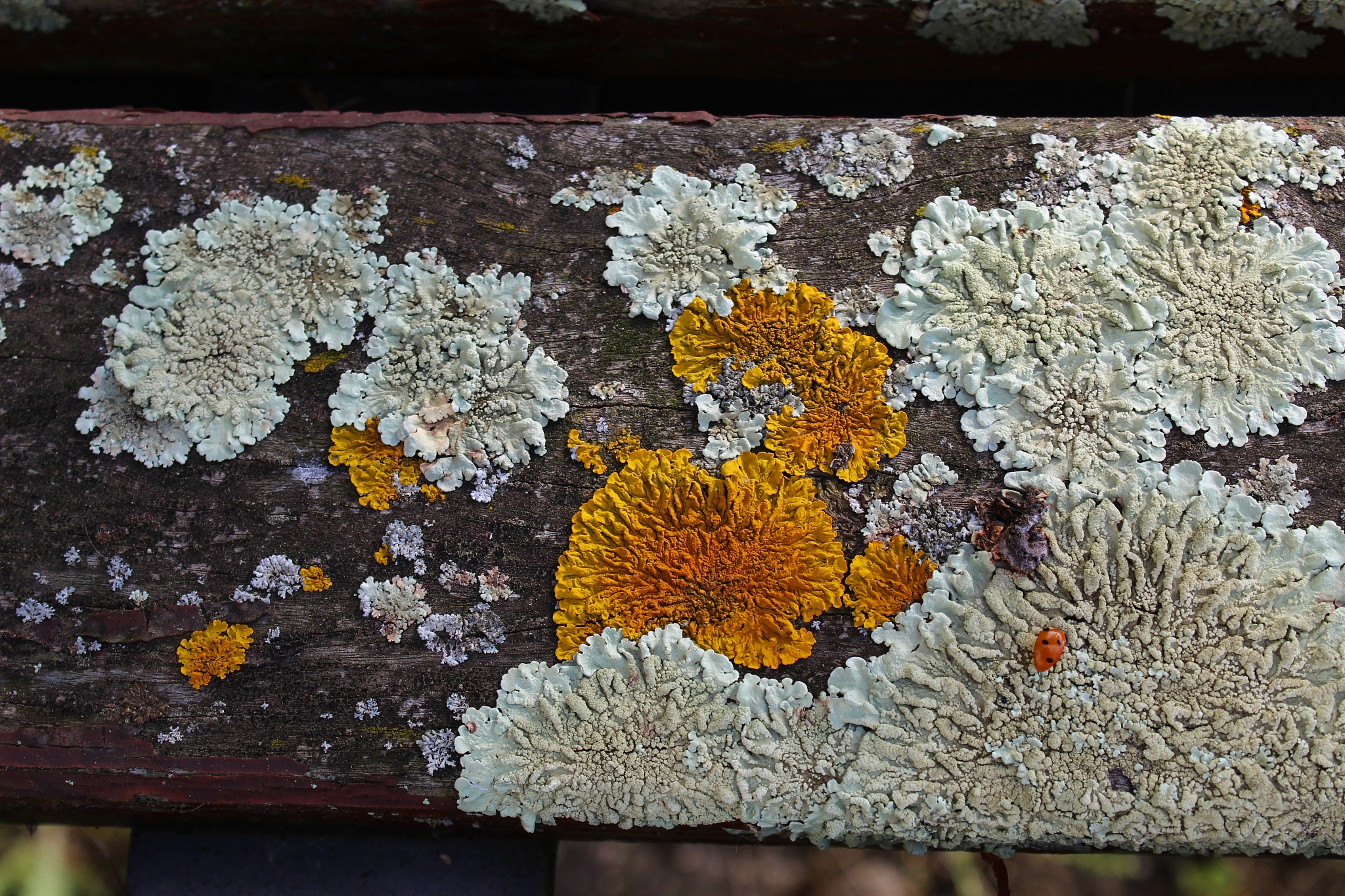 yellow and white lichens on wood bench.