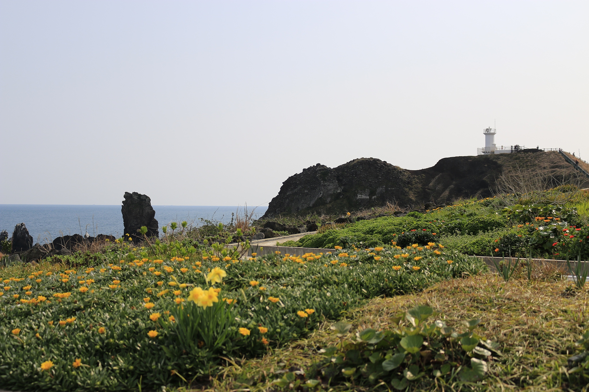 providence koji, coast, flower, lava,