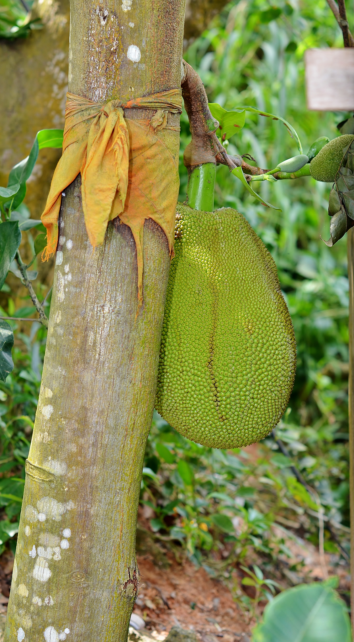 波罗蜜种植技术全解析：从播种到收获，助您轻松种植高收益水果
