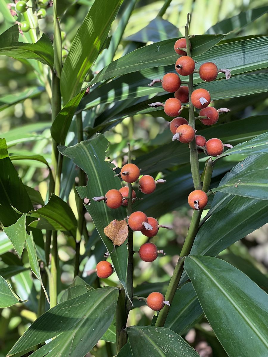 4岁孩子缺维生素D2怎么办？