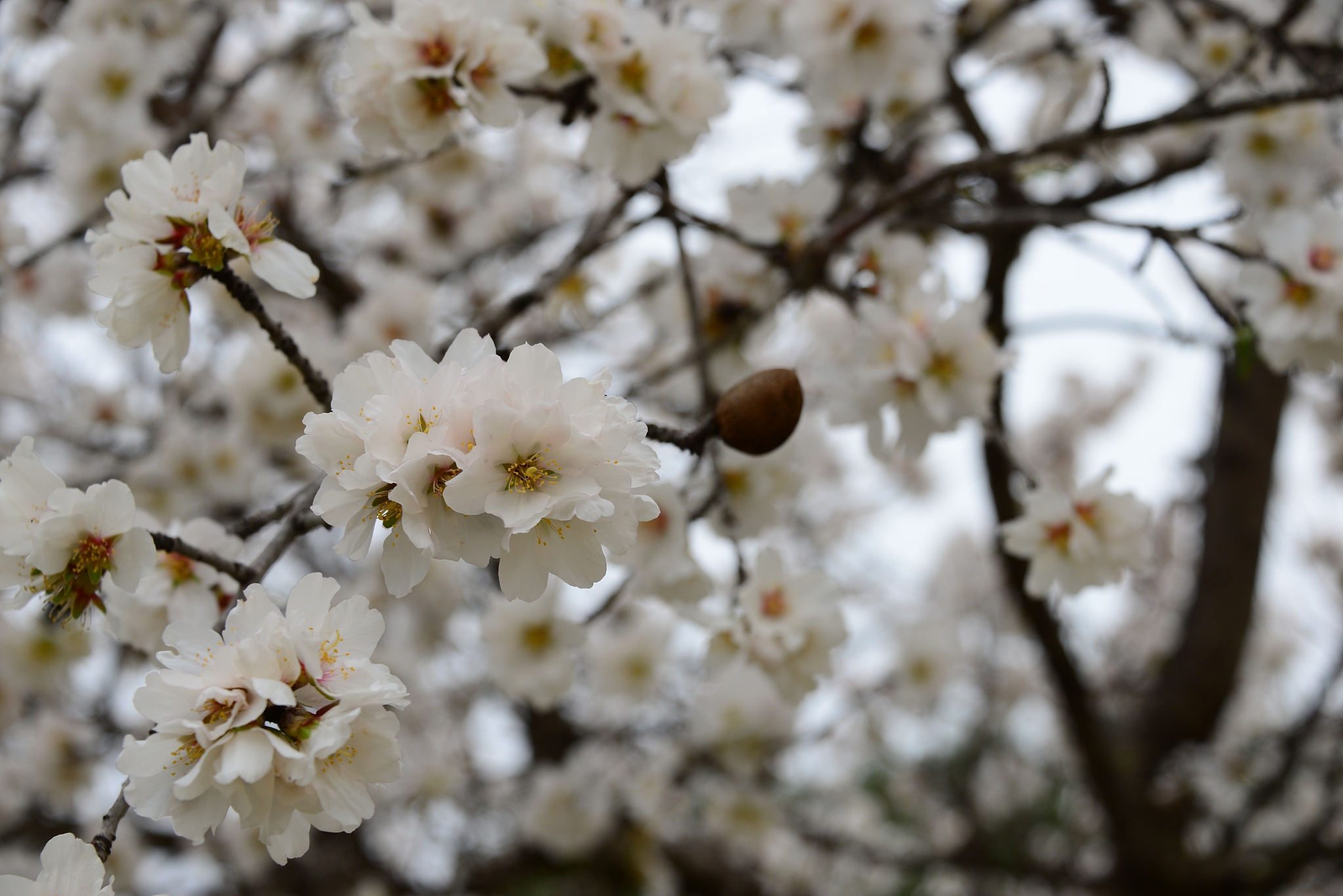 mandelblüte in spanien