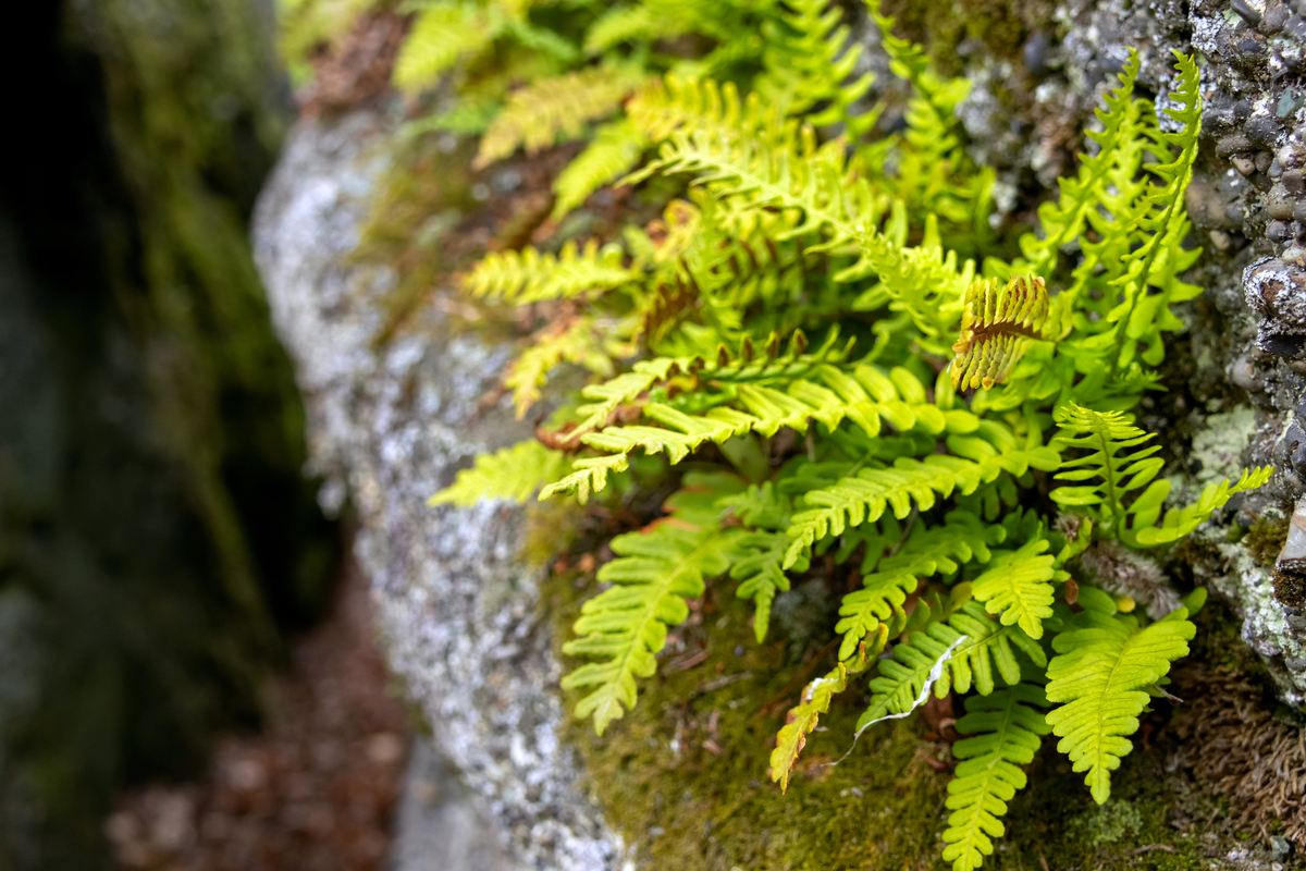 植物界四大类群：苔藓、蕨类、裸子、被子植物 | 低等植物与高等植物的区别