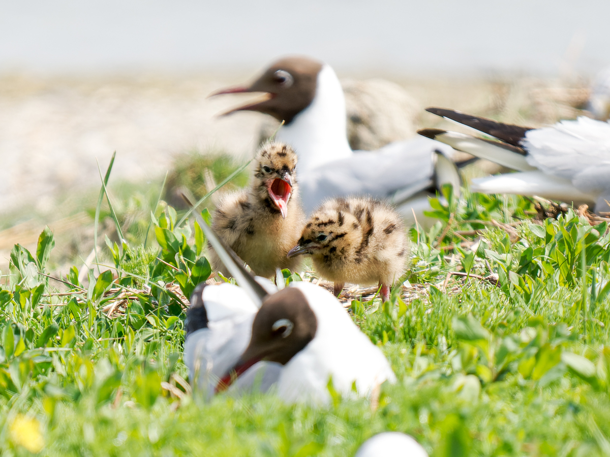母鸟喂食小鸟感人故事：学会成长与独立