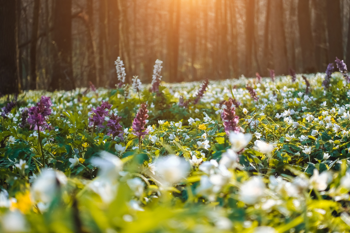 春天的美好：阳光、万物复苏、新的开始