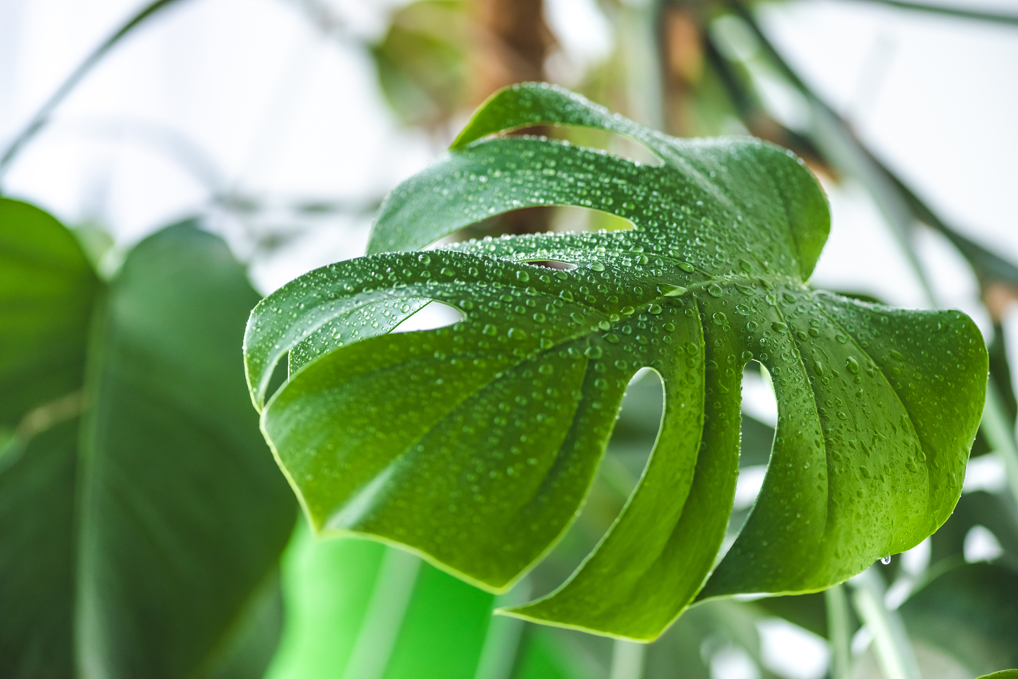 selective focus of green leaf with water drops on blurred backgr